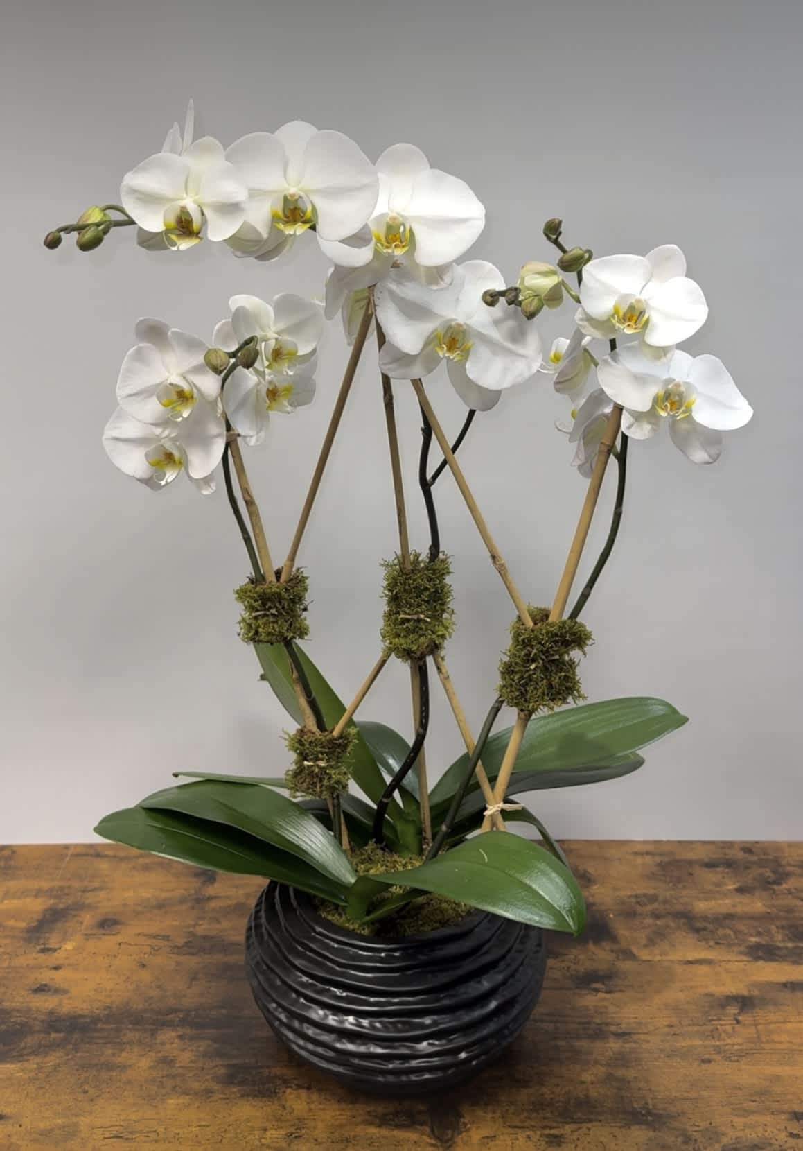 Ceramic Orchids - Triple stem white Phalaenopsis Orchid planted in a decorative black ceramic. This container size shown can hold 3 stems or you can upgrade to deluxe for 4 stems.