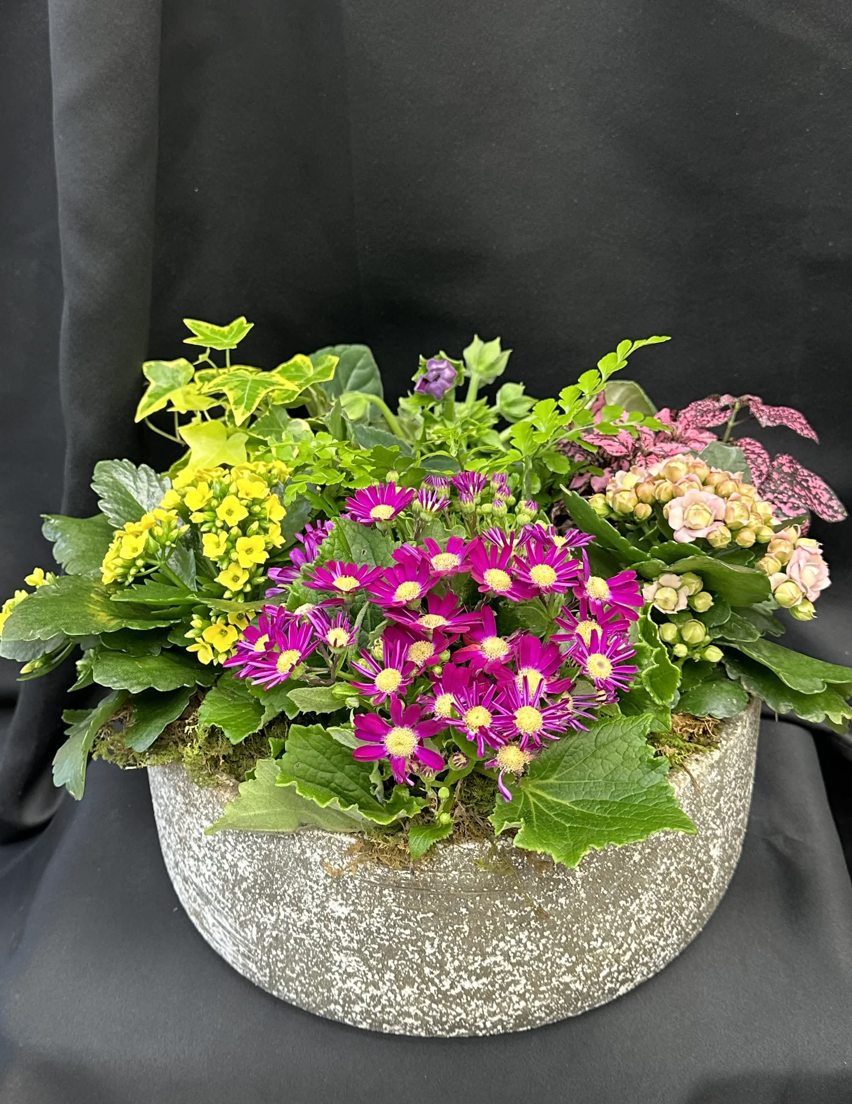 Spring Fever - This beautiful mix of seasonal blooming and green plants comes in a 5&quot; by 11&quot; concrete look planter.