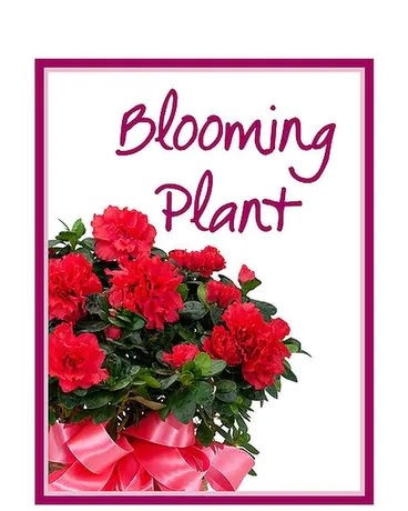 Blooming Plant Deal of the Day - TMF-BP - Let our Designers pick the perfect, in season, blooming plant for your special occasion.