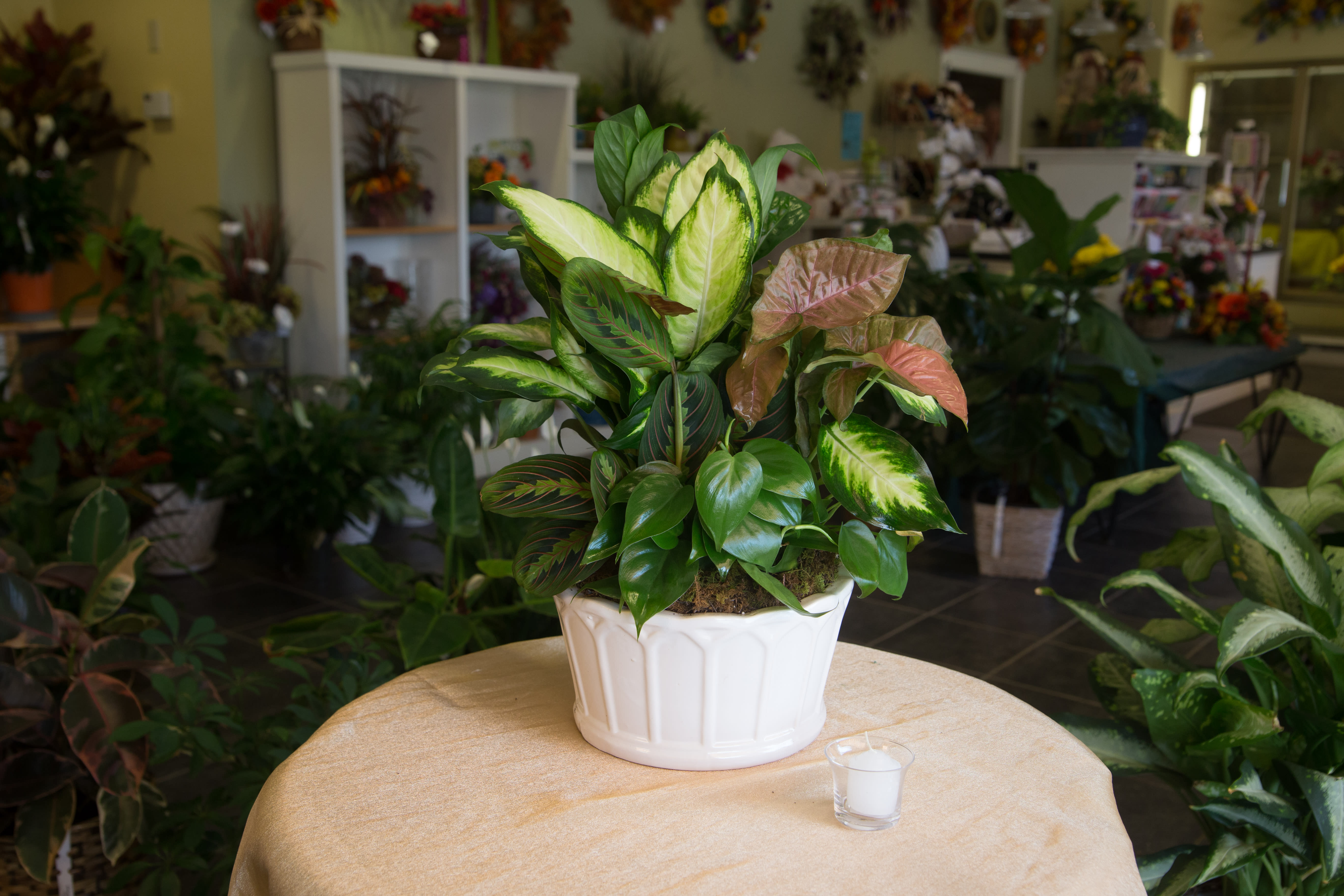Dish Garden Dish Garden - A mix of different green plants in a ceramic container. Appropriate for any occasion.8" 49.00, 10" 59.00 ,12" 79.00