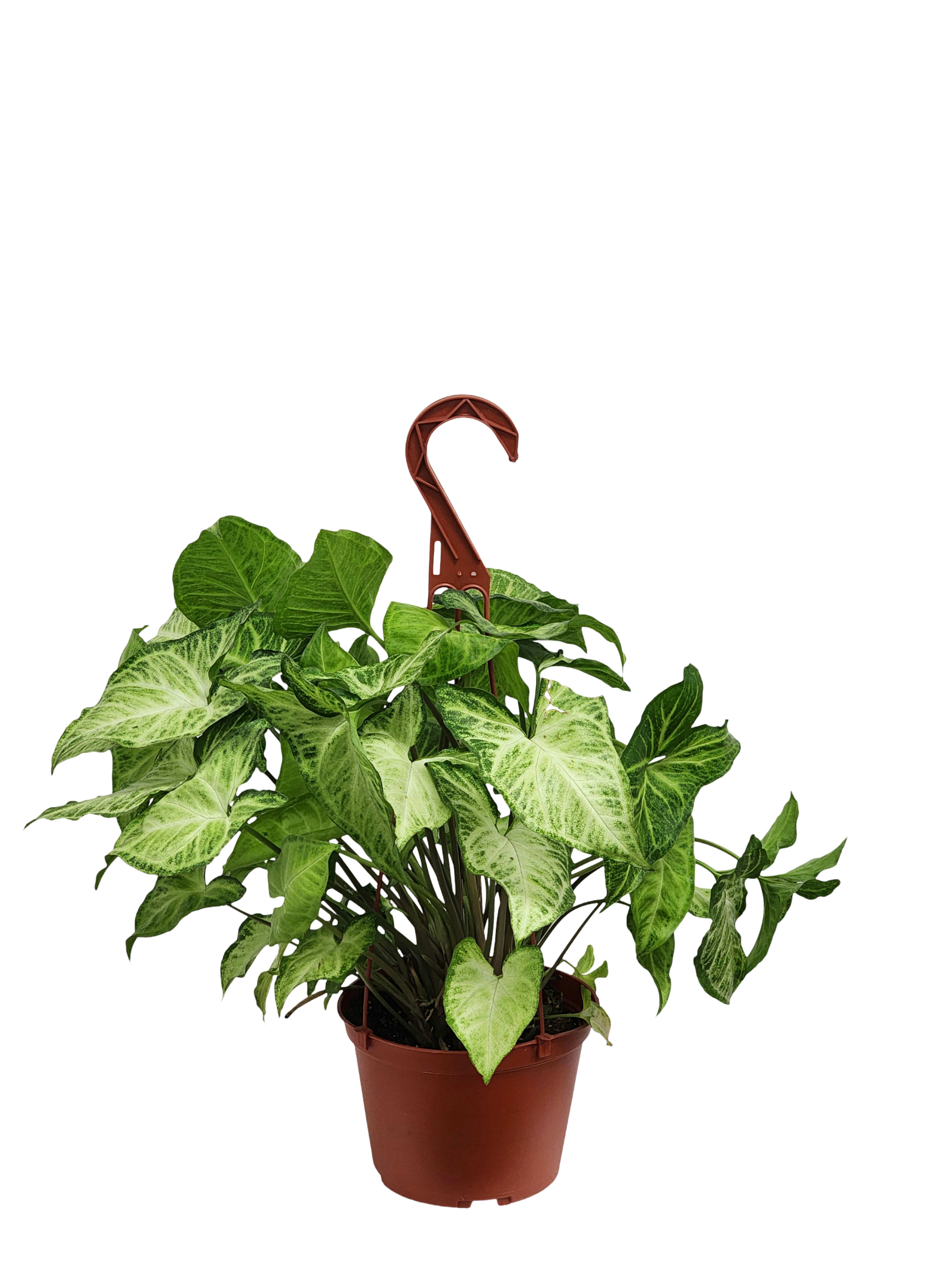 6" Hanging Arrowhead Plant 6" Hanging Arrowhead Plant - Choose this lovely arrowhead plant with an easily detachable hook. Easy to take care of! Approximately 20" tall by 15" wide.