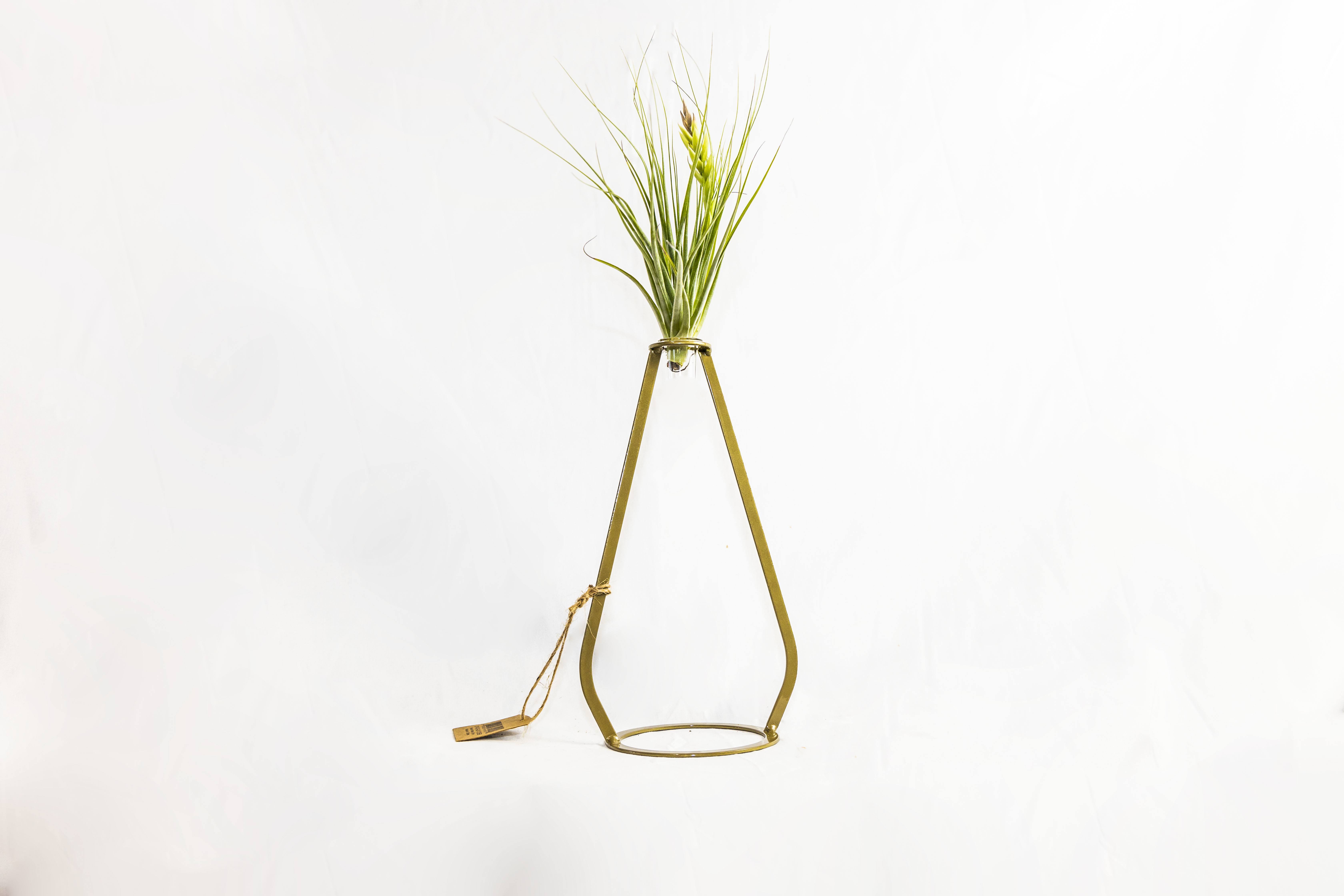 Dazzling Air Plant  - This Air Plant is arranged in a glass tube. Really minimal but will decorate your space with beauty.