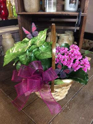 Butterfly Bloomin' Basket of Green and Blooming Plants - Basket with a beautiful Green and Blooming Plant... Great for any occasion!! We will design this beautiful arrangement with the prettiest of blooming and green plants available!!!