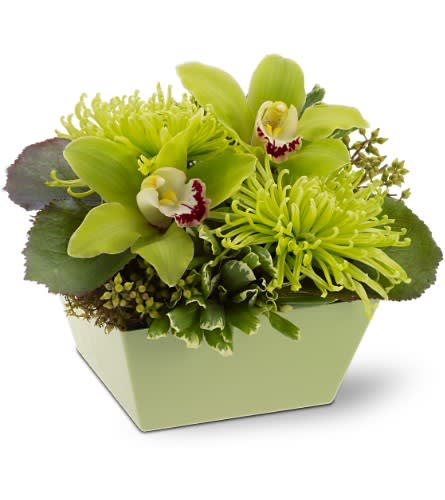 Go Green Go Green - Go green and make the world a better place! Send this glorious all-green floral arrangement - featuring chartreuse cymbidium orchids spider chrysanthemums and assorted greenery delivered in a matching green bowl - and you'll make someone's day. Green cymbidium orchids and spider chrysanthemums accented with variegated pittosporum seeded eucalyptus and galax leaves are arranged in a palm tapered bowl. Approximately 8" (W) x 7" (H) Orientation: All-Around