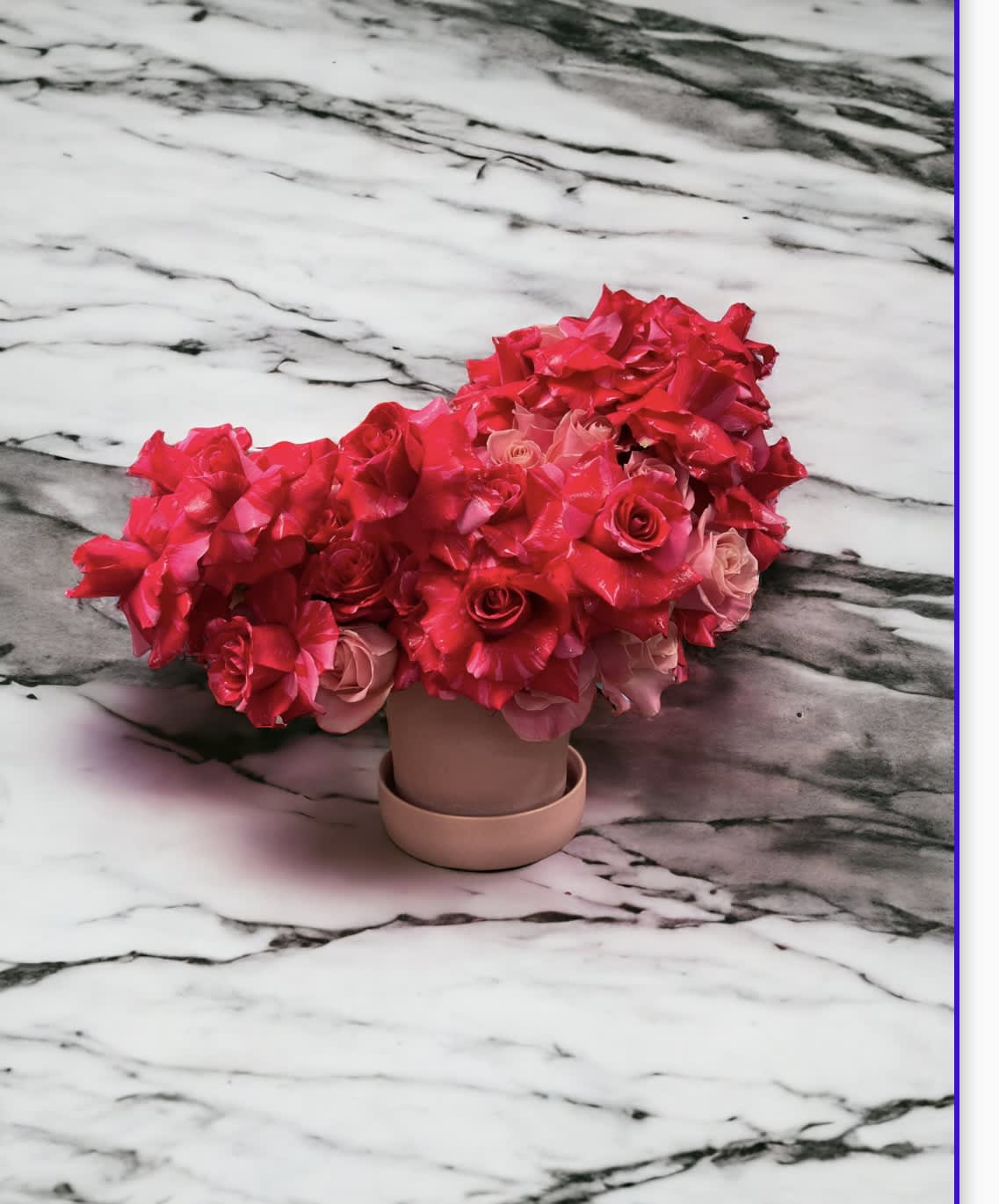 Pink princess Pink princess - A bursting field of 50 hot pink roses and light pink roses mix! Blooming love is a combination of hermosa roses with vibrant pink This luscious arrangement sits at an 15 inches tall and 12 inches wide in a contemporary pink ceramic vase.