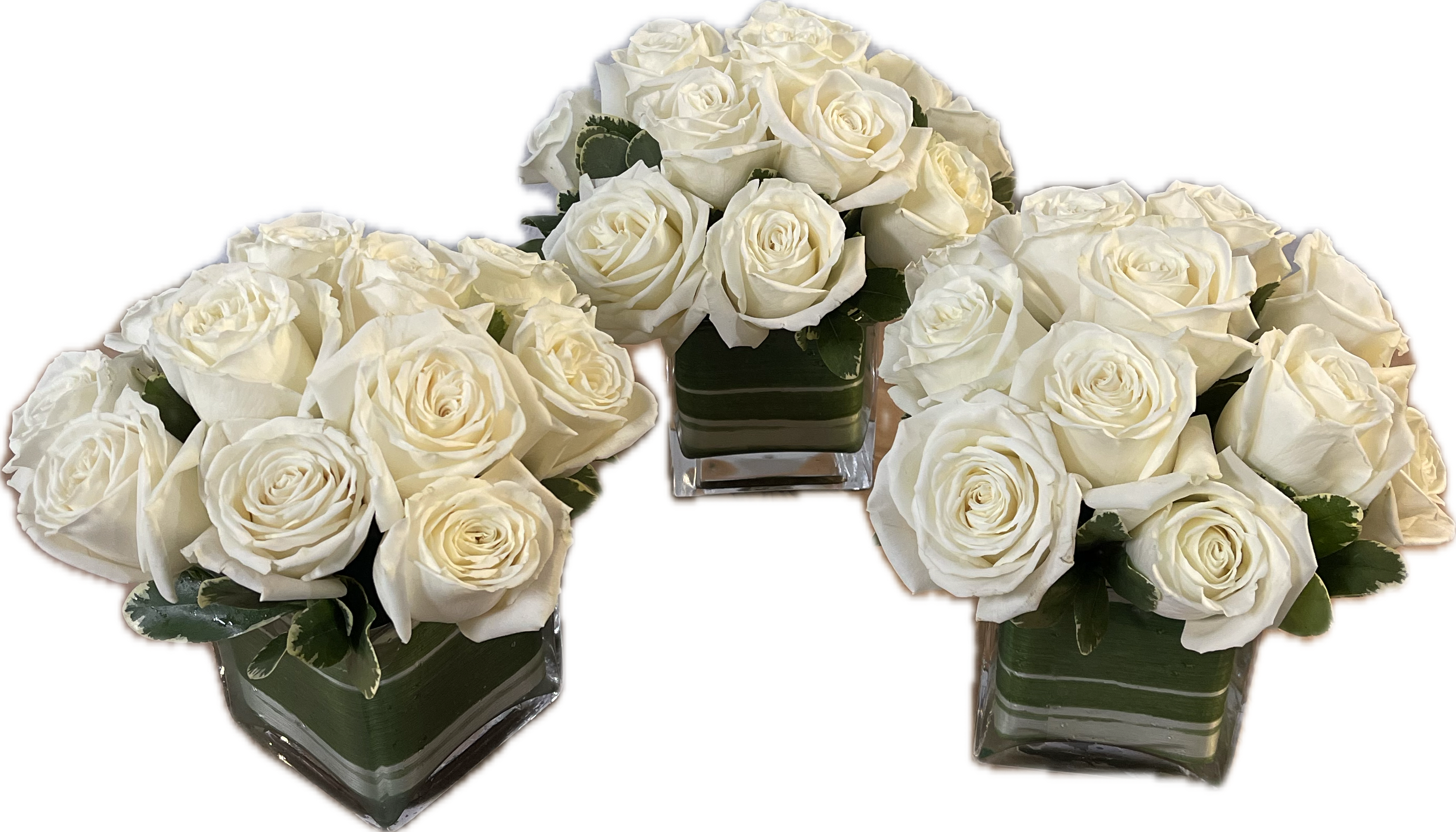 Trio of elegance Trio of elegance - Three 4x4 leaf wrapped cubes of white playa blanca roses. Great hostess gifts, centerpiece or guest rooms. If you would like another color, please comment in special instructions.
