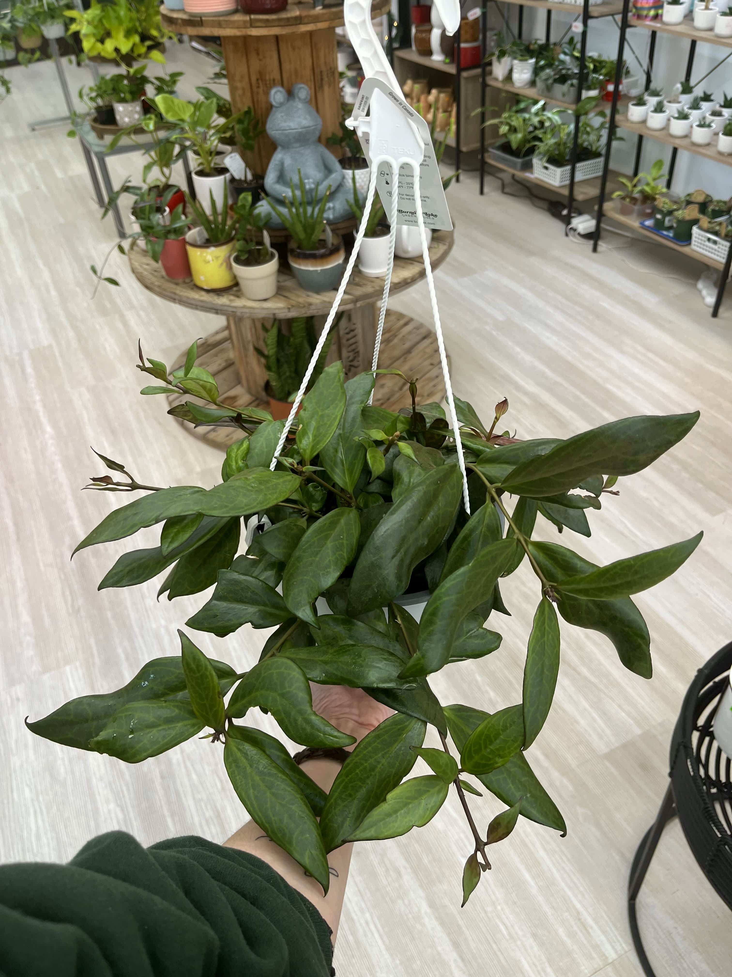 Black Pagoda Lipstick in Regina, SK Heavenly Plants