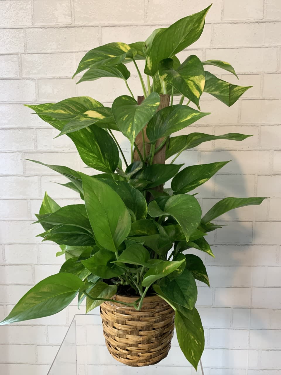 Pothos on Pole  - Pothos plant is an evergreen plant with thick, waxy, green, heart-shaped leaves with splashes of yellow. A great way to add some green to your home and easy to manage! Includes a wicker basket and a bow. Upgrade your plant to a decorative container!