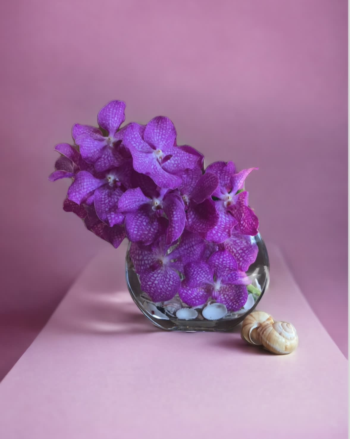 Vanda in the sea - Flower : Modern design with pink Vanda orchid and seashell inside the vase. Vase : 7 by 7 clear fisheye vase. 