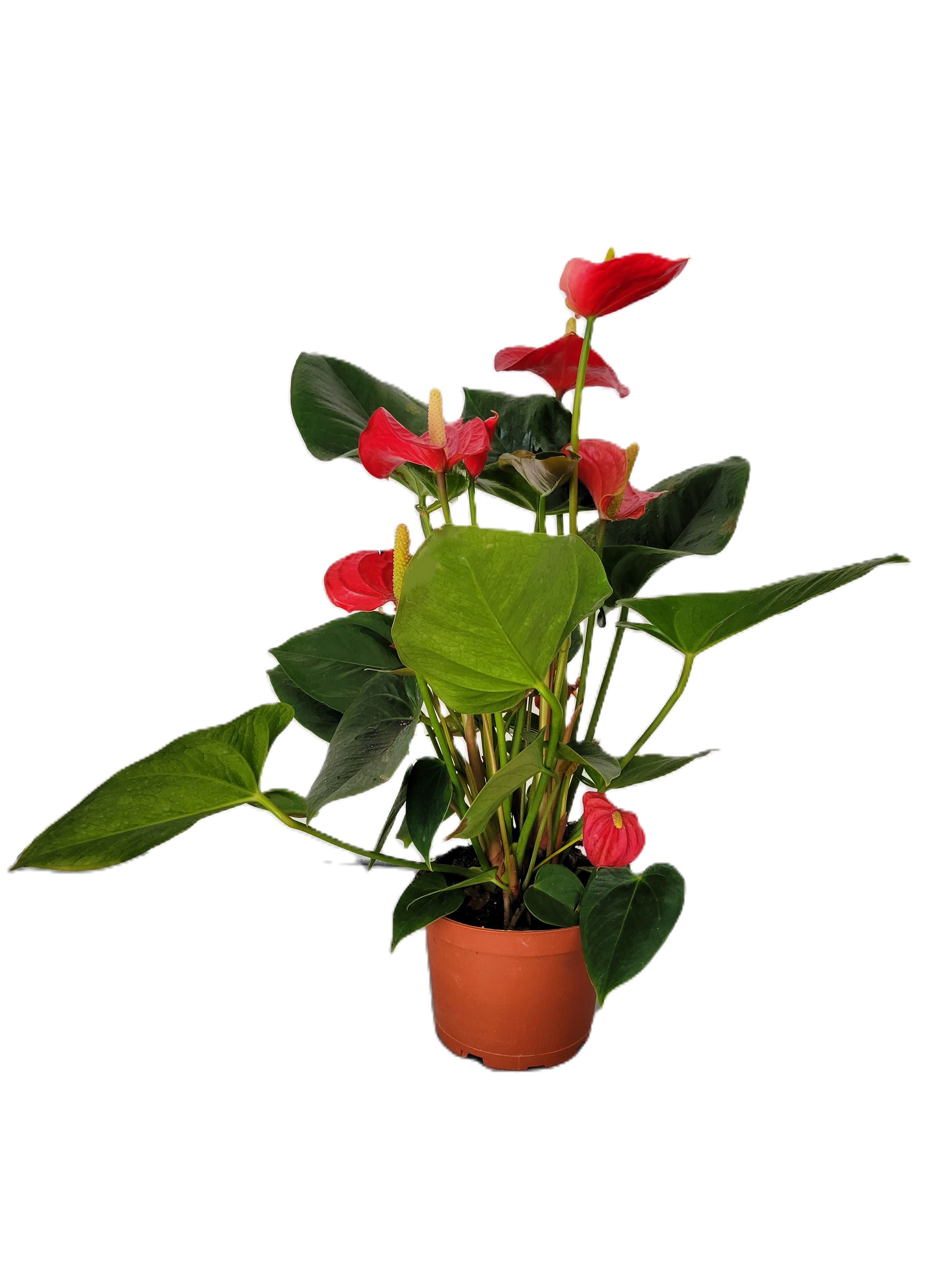 Painter'sPalette Plant by Campuzano Flowers & Plants