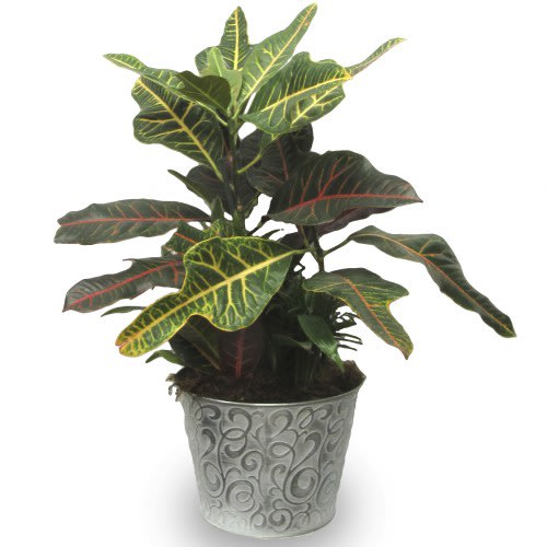 Feeling A Little Green Plant - Our &quot;Feeling A Little Green&quot; plant is perfect for any season, all year round! This kind of plant only needs a limited amount of care, perfect for those without a green thumb.CONTAINER MAY VERY.  