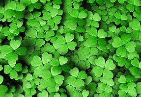 St Patrick's Day Arrangement - St Patrick's Day is March 17th...send this vase arrangement to celebrate!  A mixture of green and white flowers with gold accents.