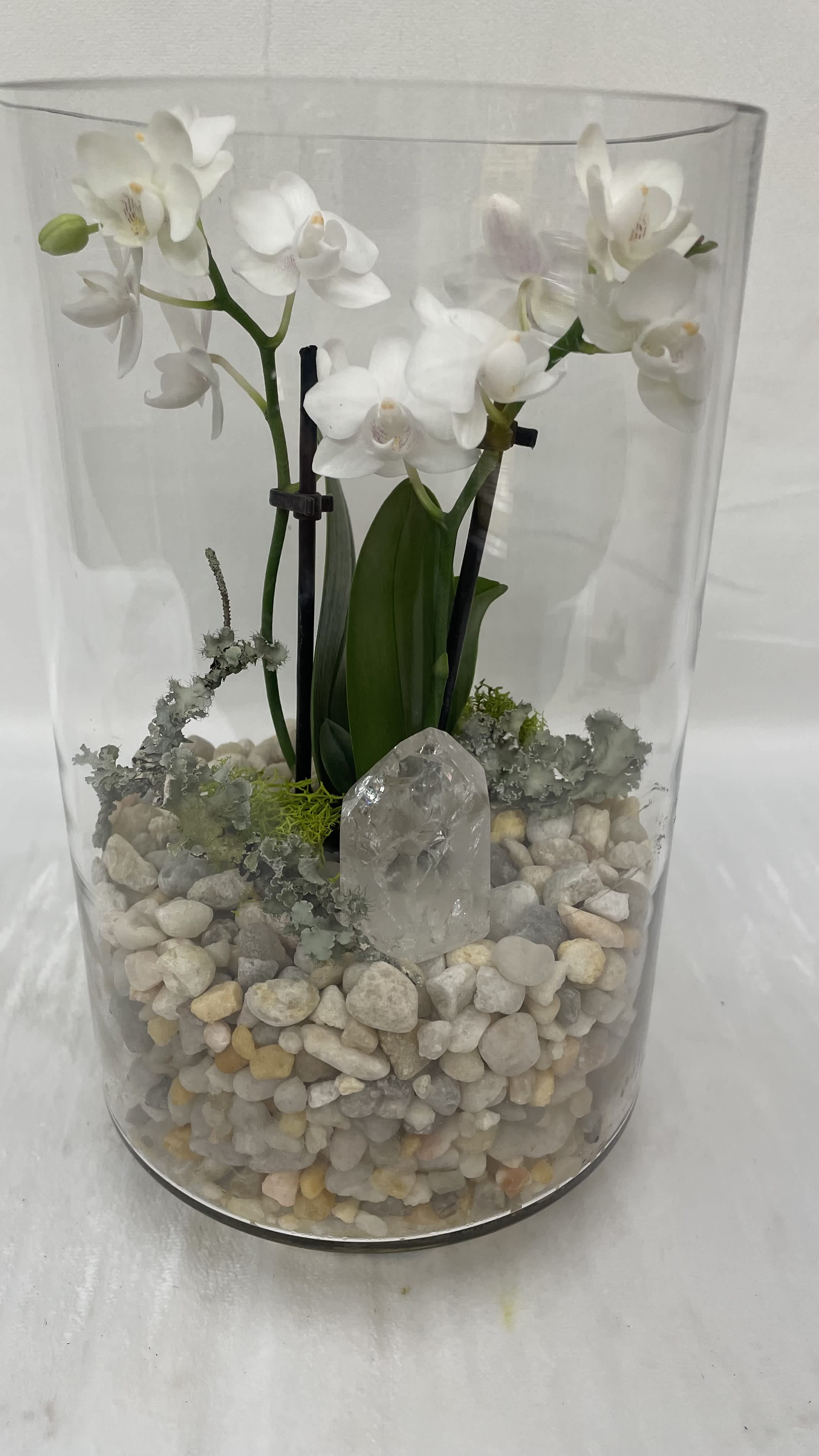 White Light - Our micro mini orchid - terrarium style teamed with  the energy amplifying clear quartz.
