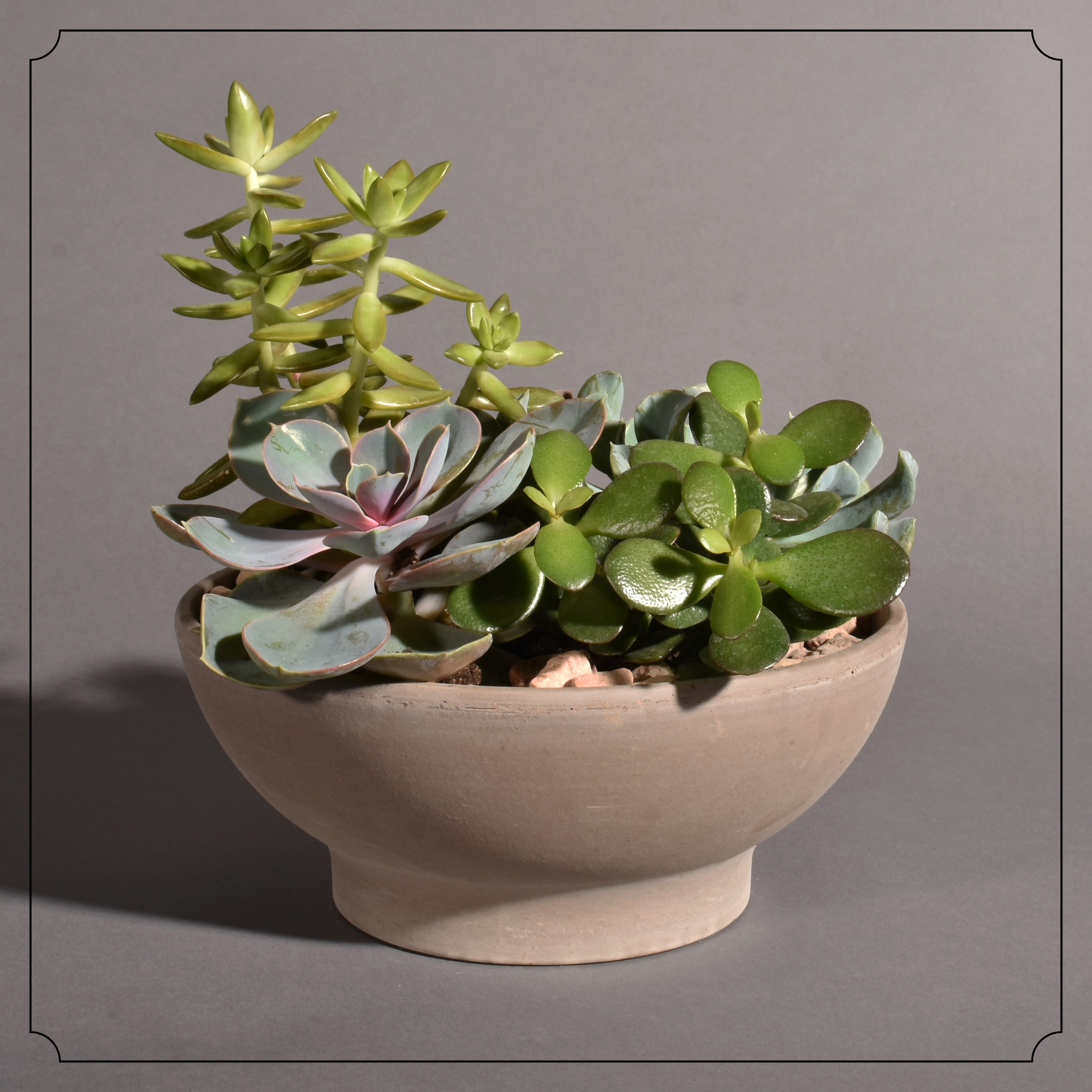 Traditional Succulent Bowl Traditional Succulent Bowl - Multiple succulents planted in a grey Terra Cotta Bowl.