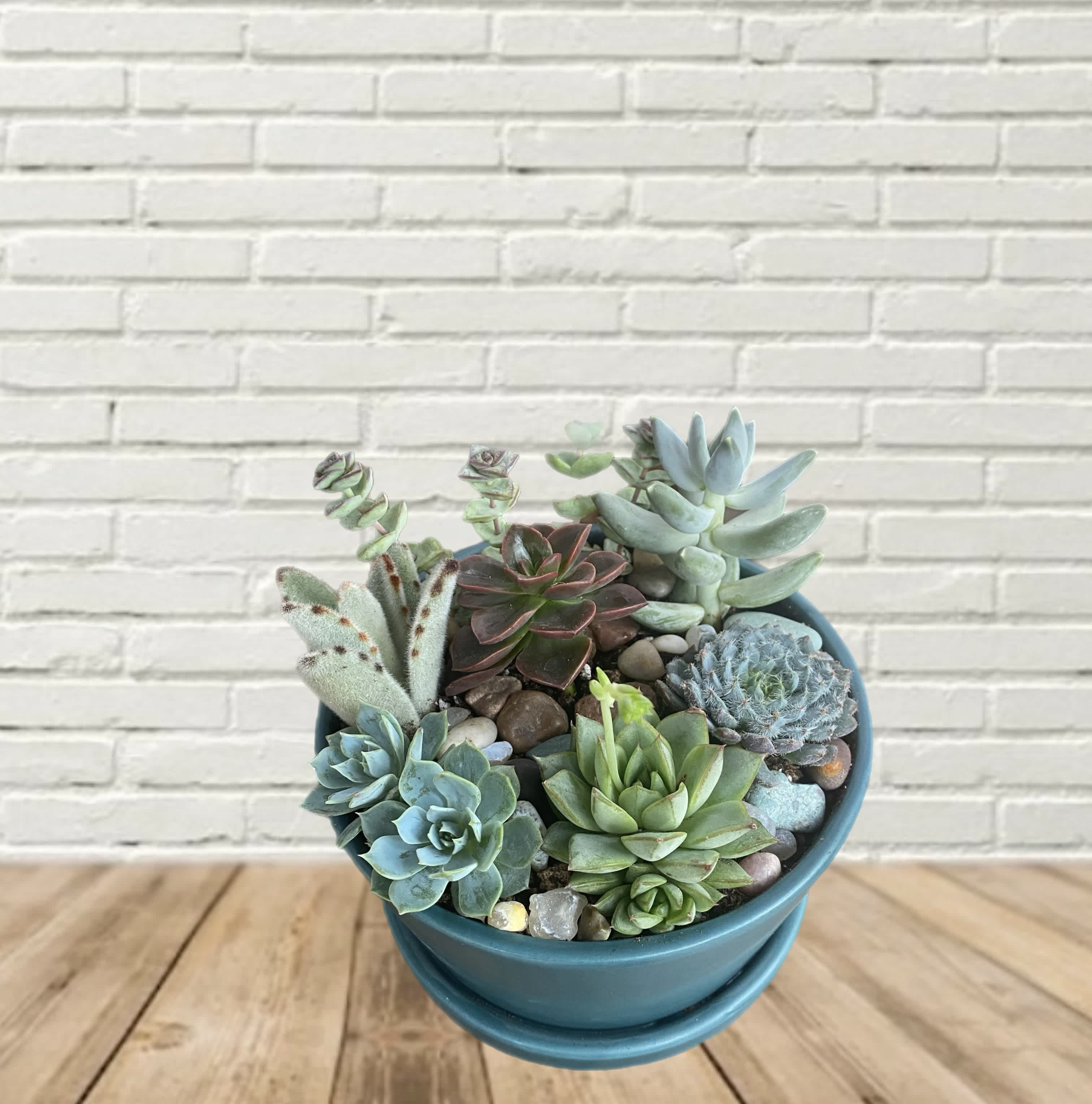 Succulent Garden - A mix of 2&quot; succulents in a shallow pot. Perfect for the coming sunny months and low care.