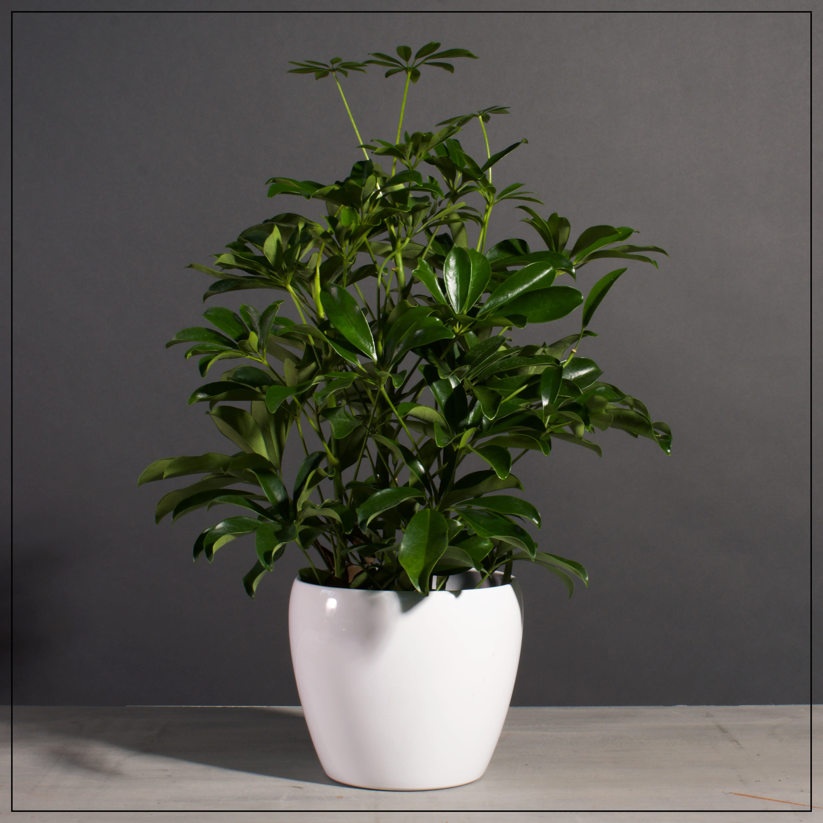 Schefflera in White Ceramic Pot - Delivered in a white ceramic pot. Schefflera Plants do best in moderately light. (Comes in 8in and 10in pot)