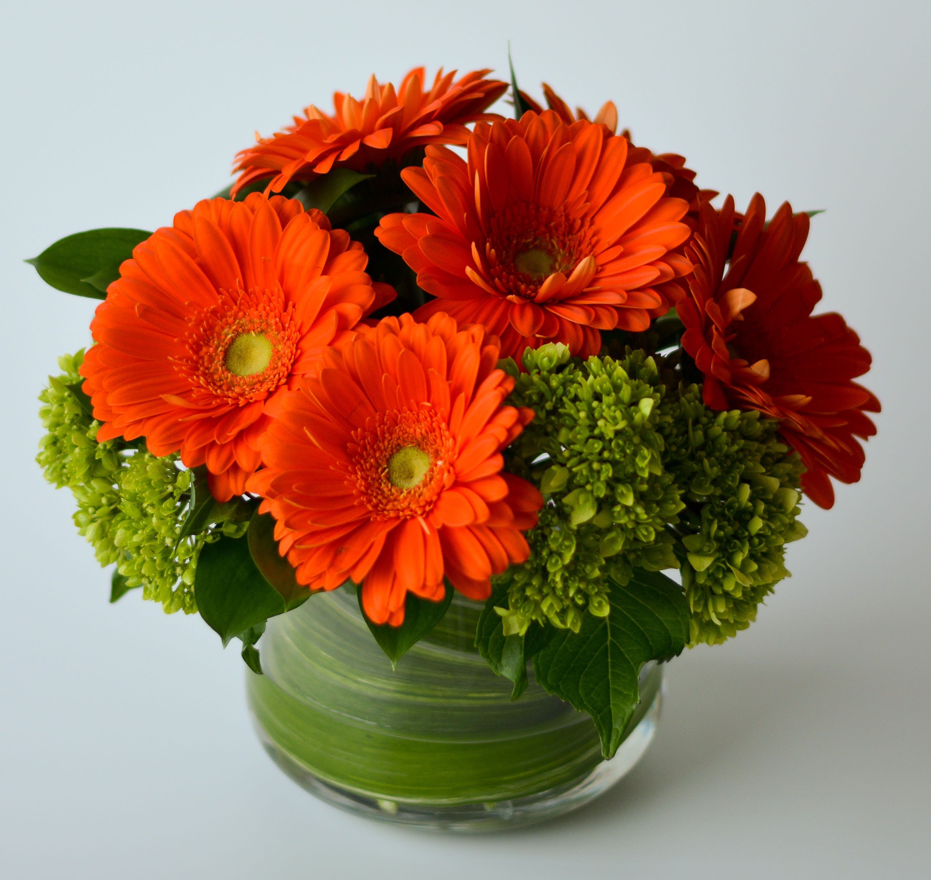 brighten your day - a nice arrangement of gerberas mix with green hydrangea in a clear vase with a lead around