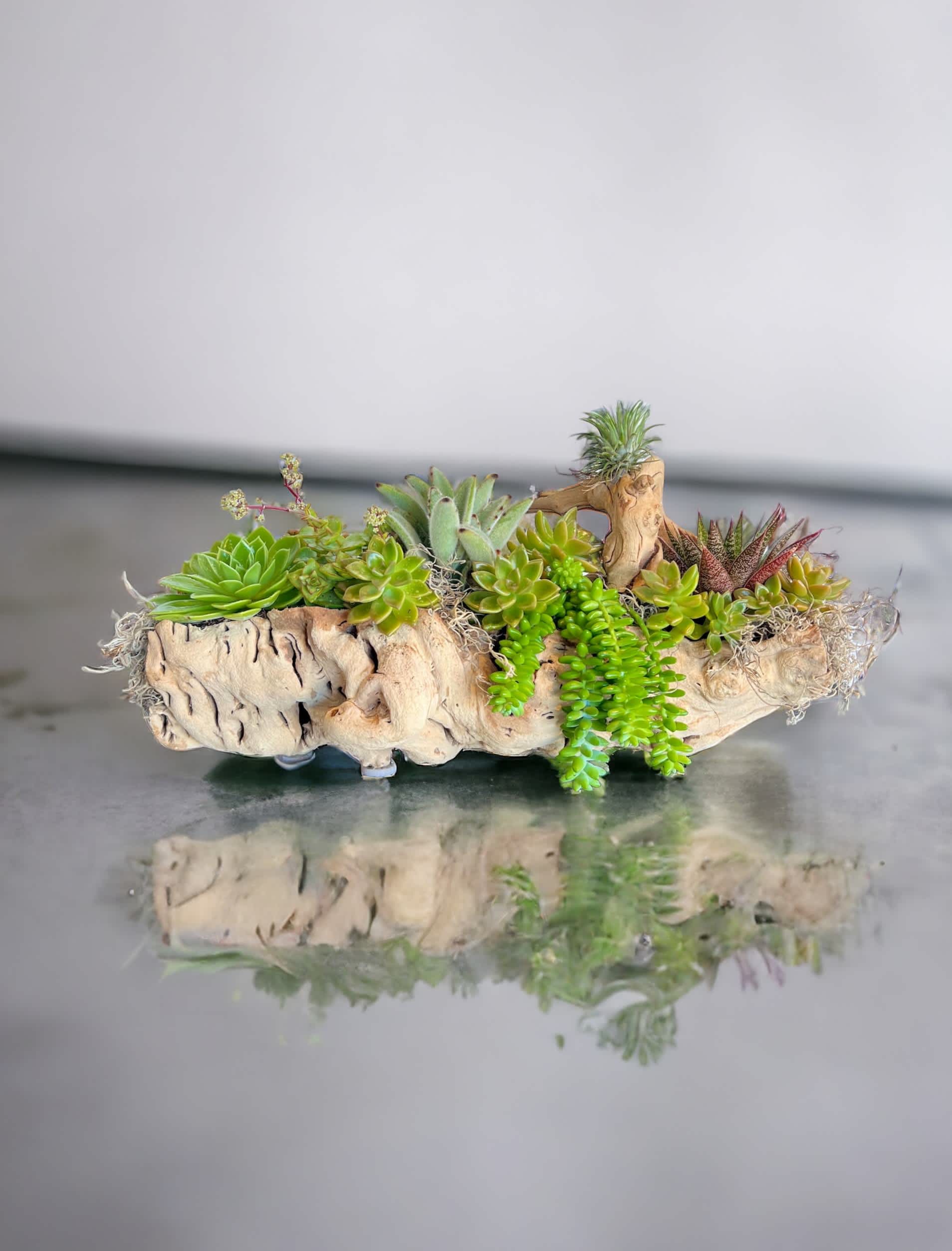 Enchanted Forest  - fresh succulents in a beautiful driftwood vessel