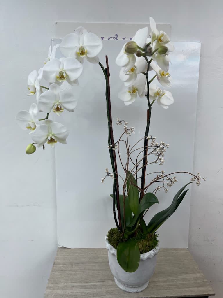 Double White Phalaenopsis Orchid Dream: Elegance in a Luxurious Planter - Immerse yourself in the ethereal allure of the &quot;Double White Phalaenopsis Orchid Dream,&quot; an arrangement that combines the delicate grace of two white Phalaenopsis orchids with the luxury of a stylish planter. This arrangement is a testament to the elegance of simplicity, offering a visual symphony of pure white blooms that evoke a dream-like atmosphere of serenity and sophistication.  This arrangement includes a newly cleaned planter with good-quality water &amp; flower food.  How To Take Care Of Orchid Plants Indoors: Watering: Usually, every 7-10 days. Allow the plant to drip dry before returning to the decorative pot. Light: Medium to bright indirect light indoors. Temperature: Moderate room temperature, 65-75 degrees. Avoid extreme temperatures and drafts.   Item: 1123 