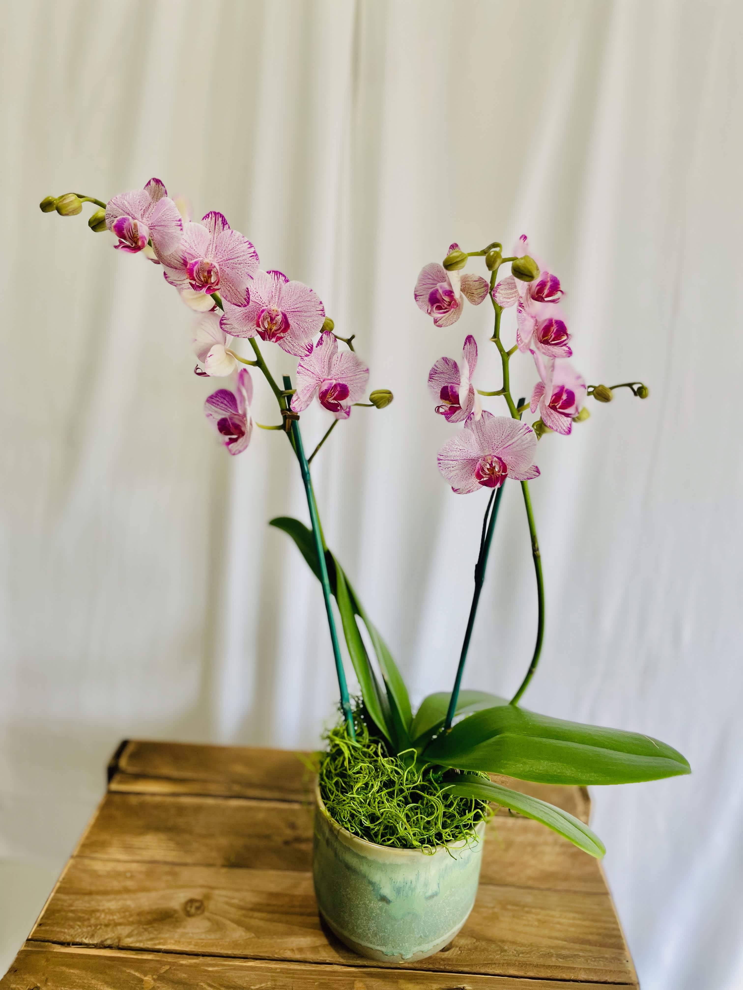 Two Stem Orchid Planter - Two stems of phalaenopsis orchids in a designer vase. A gift that is sure to impress in any situation. APPROXIMATE DIMENSIONS: 12" W x 32" H