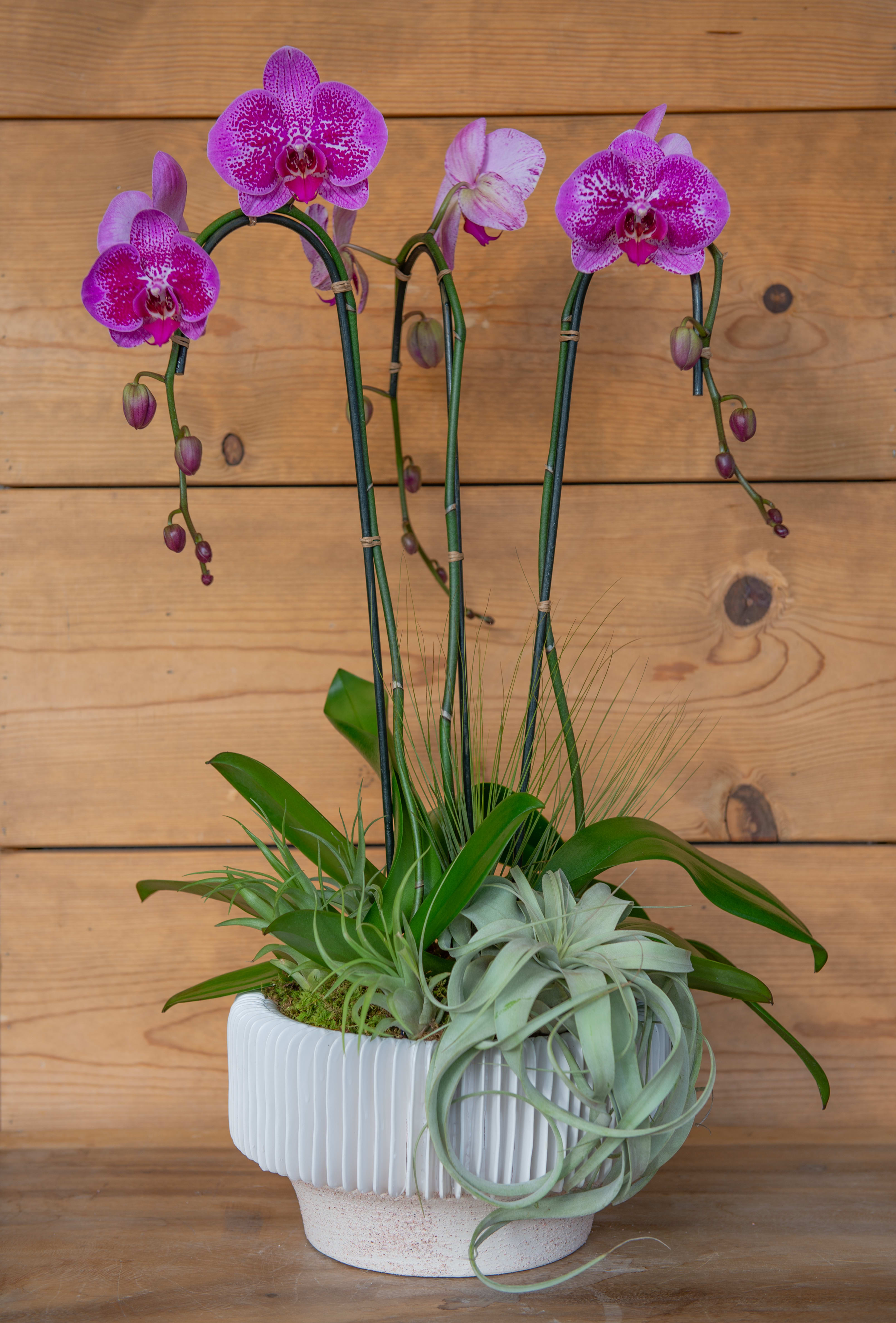 Orchid Oasis - Let our designer create a unique orchid oasis just for you. This design comes with three phaleanopsis orchid plants and a stunning large air plant. Orchid color may vary to guarantee freshness and beauty vase will vary to offer a unique curated design.
