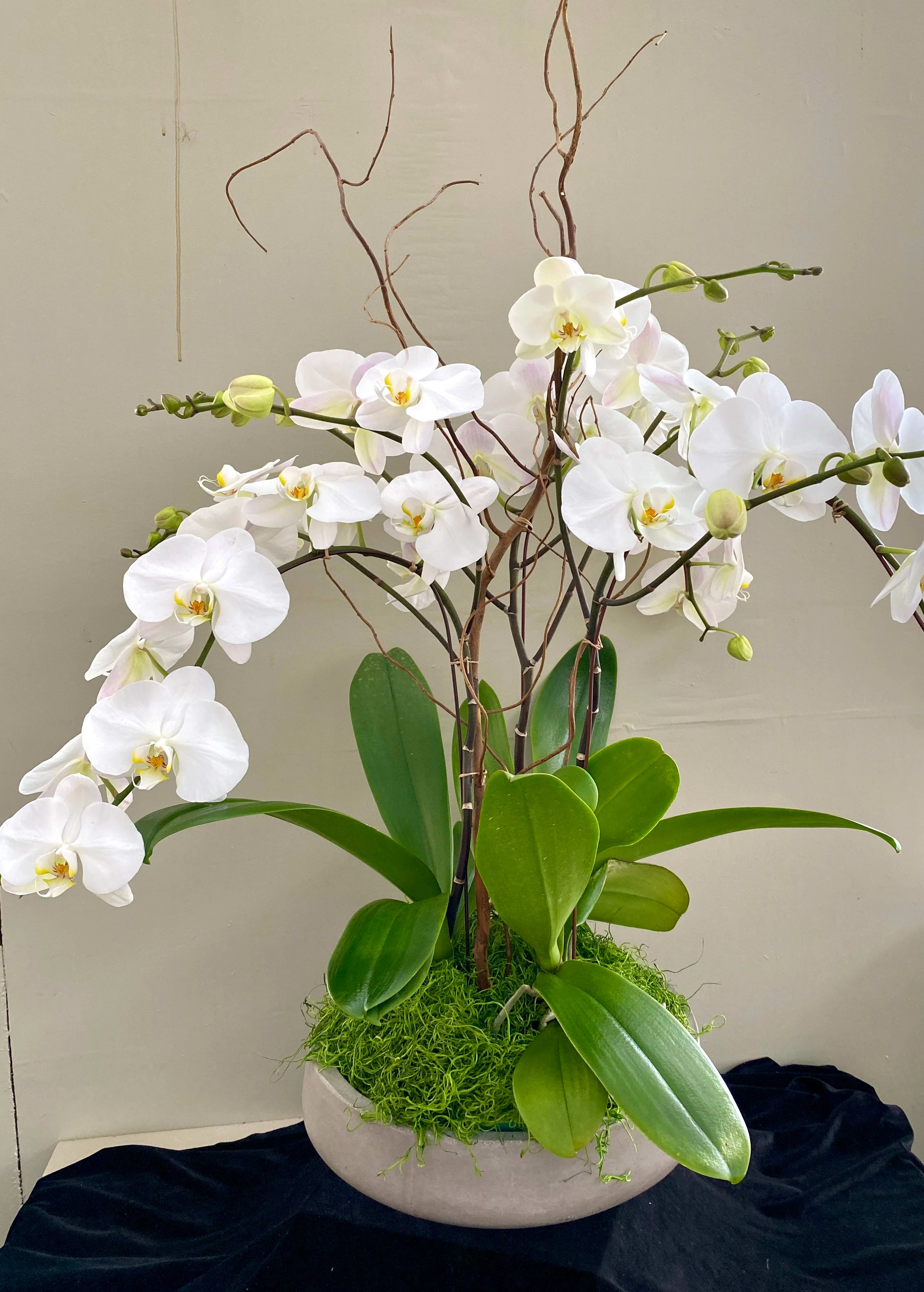 White Phalaenopsis White Phalaenopsis - Large cement bowl designed with 3-4 Ex large Phalaenopsis