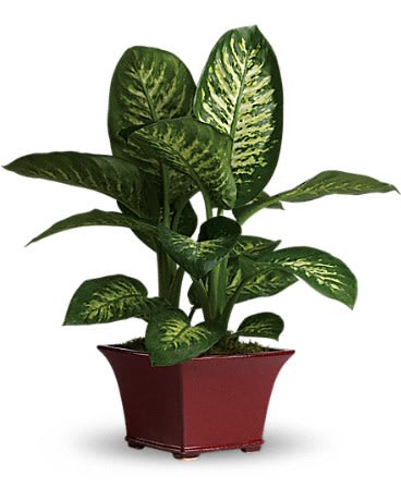 Delightful Dieffenbachia - This delightful dieffenbachia makes a dashing gift! Rich and relaxing shades of green are on display in this easy-to-care-for leafy plant. A wonderful workplace gift!