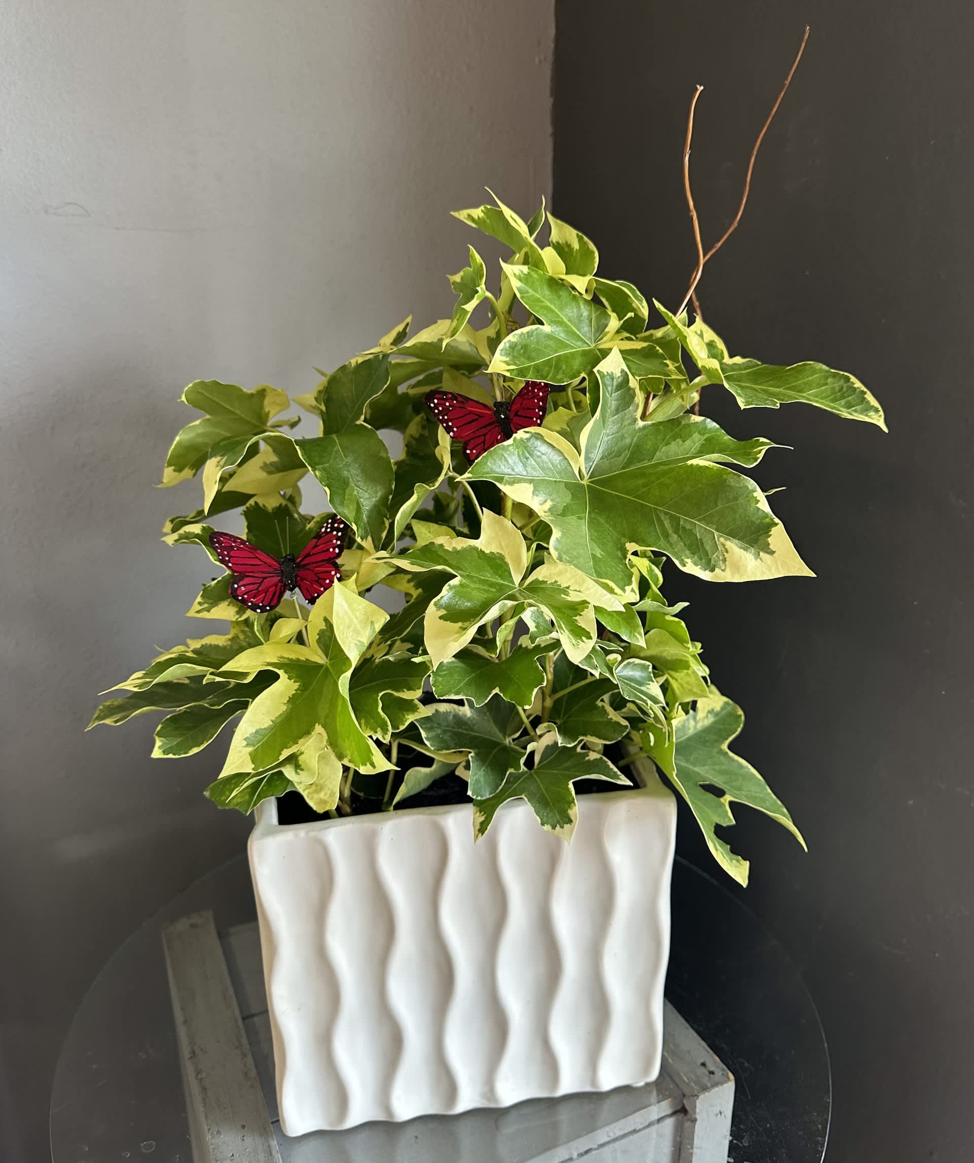 Sweet &amp; Simple - Potted houseplant in a decorative ceramic dish. Simple way to bring life to any space and makes for a great gift. Comes with decorative pink butterflies.