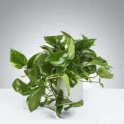 Pothos Plant by BloomNation™ Pothos Plant by BloomNation™ - A large Pothos Plant that updates any living space. Pothos Plant's are known to remove toxins from the air and don't need to be watered frequently. APPROXIMATE DIMENSIONS: 16" W x 16" H
