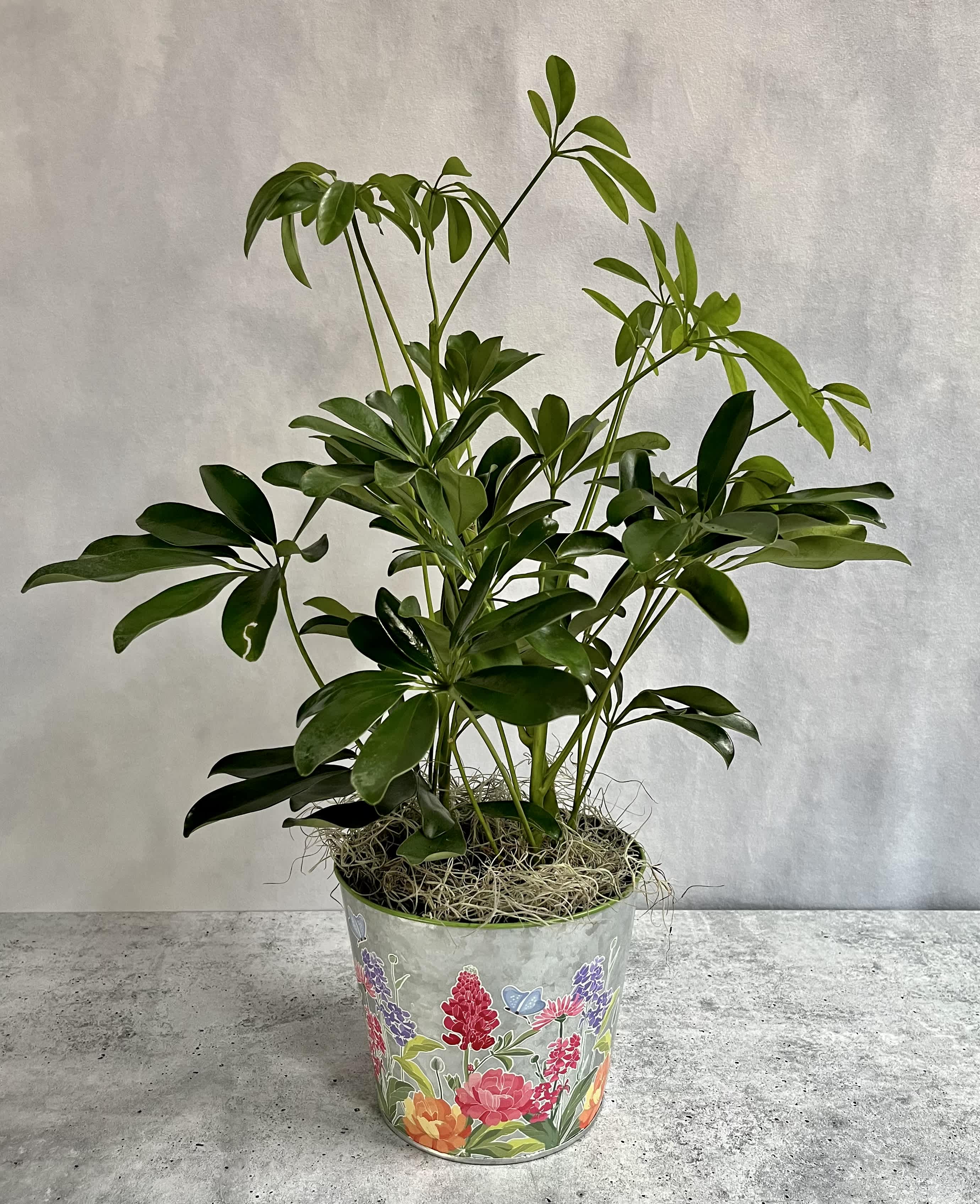 6” Shefflera Arbicola  - A 6” diameter pot, comes in the decorative container. A regular basket or other seasonal container can be used as well. This plant is very easy to care for! 