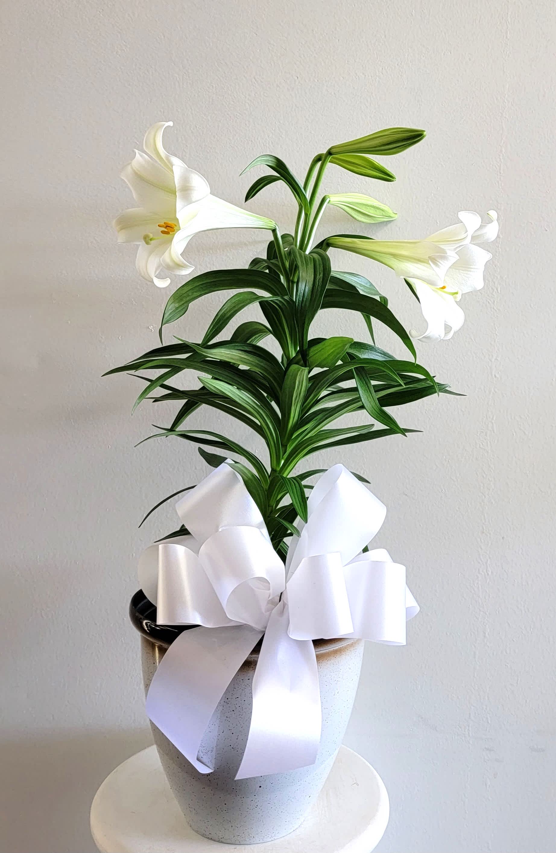 EASTER LILY - BEAUTIFUL PLANT IN A WHITE POT AND WHITE BOW, IT IS A NICE PRESENT FOR THIS SEASON