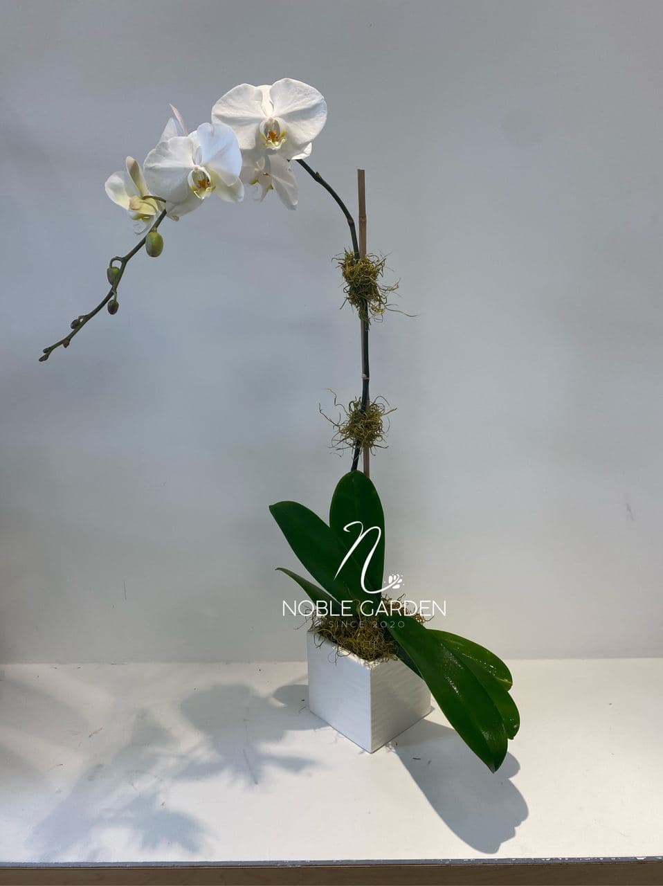phalanopsis orchid planter - Phalaenopsis Stem in ceramic vase