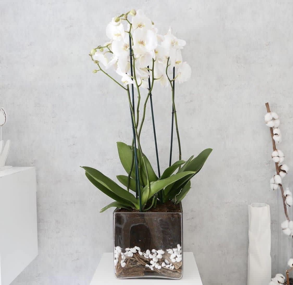 Orchid plant in clear vase - Standard- Your order will be arranged approximately as shown on our website.  