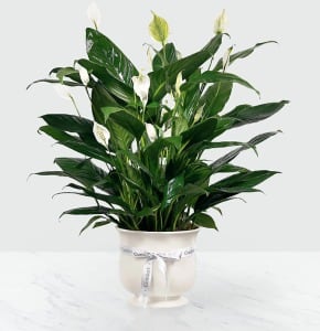 Comfort Planter 6 in - Offer unspoken words of comfort hope and peace. Our creamy 6 inch white ceramic planter holds an elegant peace lily plant. Planter is simply enriched by a white ribbon bow bearing words of &quot;comfort&quot;. Dark green leaves offer a calm background for the white candle-like blooms of this easy to care for plant. Send as a tribute and a silent expression of your sympathies.