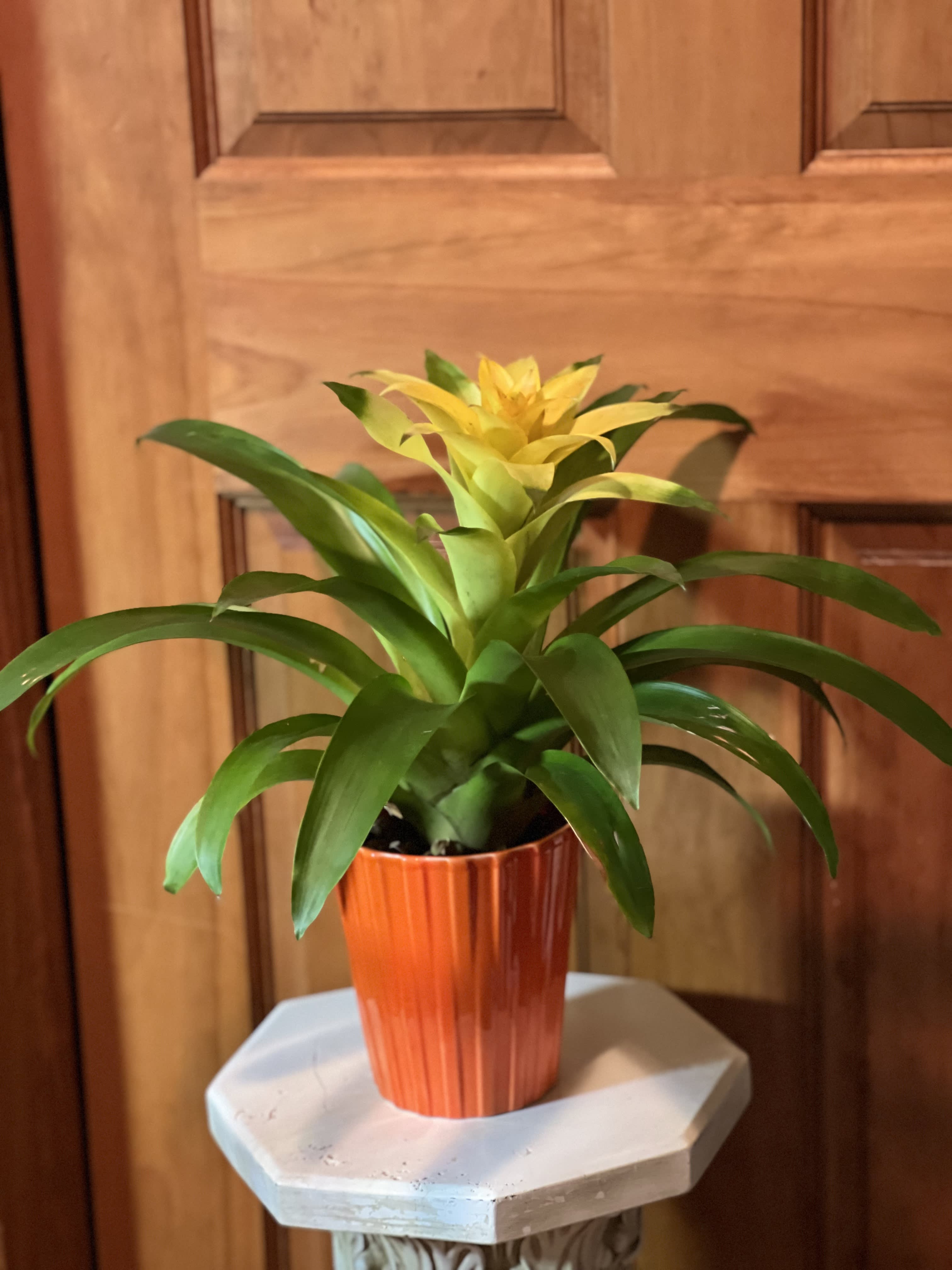 Beaming Bromeliad 6&quot; Pot (Pet friendly) - Long lasting Bromeliad plant. Averages 8&quot; tall. Easy to care for, durable plant. Keep water in central leaf &quot;cups&quot;.  Grows in medium light. Enjoys average home or office temperatures. Bromeliads show their color in their central leaves near the top of the plant. (plant may vary from one shown) After its color has faded, watch for pups to form near the mother plants inside the &quot;cups&quot;, normally, you will find 2-3 baby pups per mother plant. Once they are 1/2 the size of the mother plant, remove carefully and transplant into another pot to keep or give away. 
