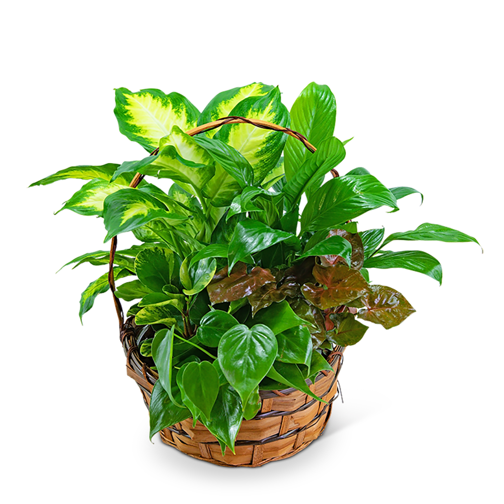 Medium Dish Garden - Bring the outdoors inside with our medium dish garden! This assortment of lush green plants in a woven basket will be like having a garden in your home or office. A Planter Basket is a perfect way to say happy birthday, get well, or to send your sympathy. *Plant types may vary based on availability. 