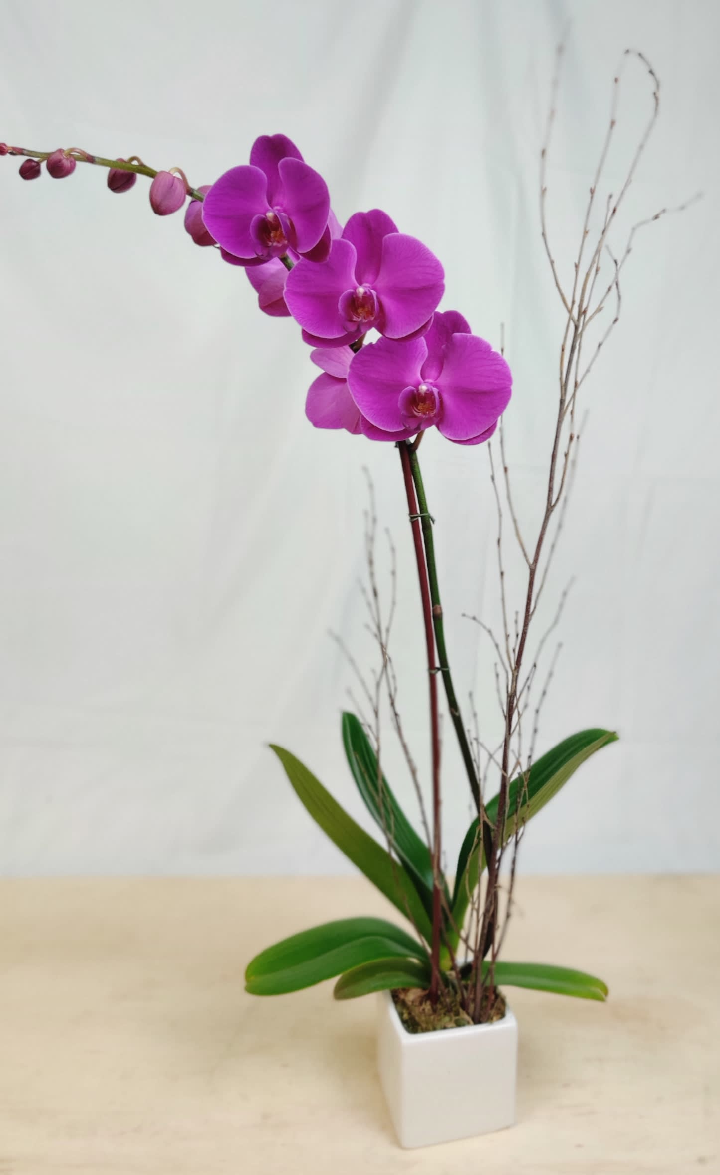 Single Purple Orchid Pot - Single stem live purple orchid plant in white ceramic pot. Variety of purple orchid may vary. Approx 18&quot; - 22&quot; tall