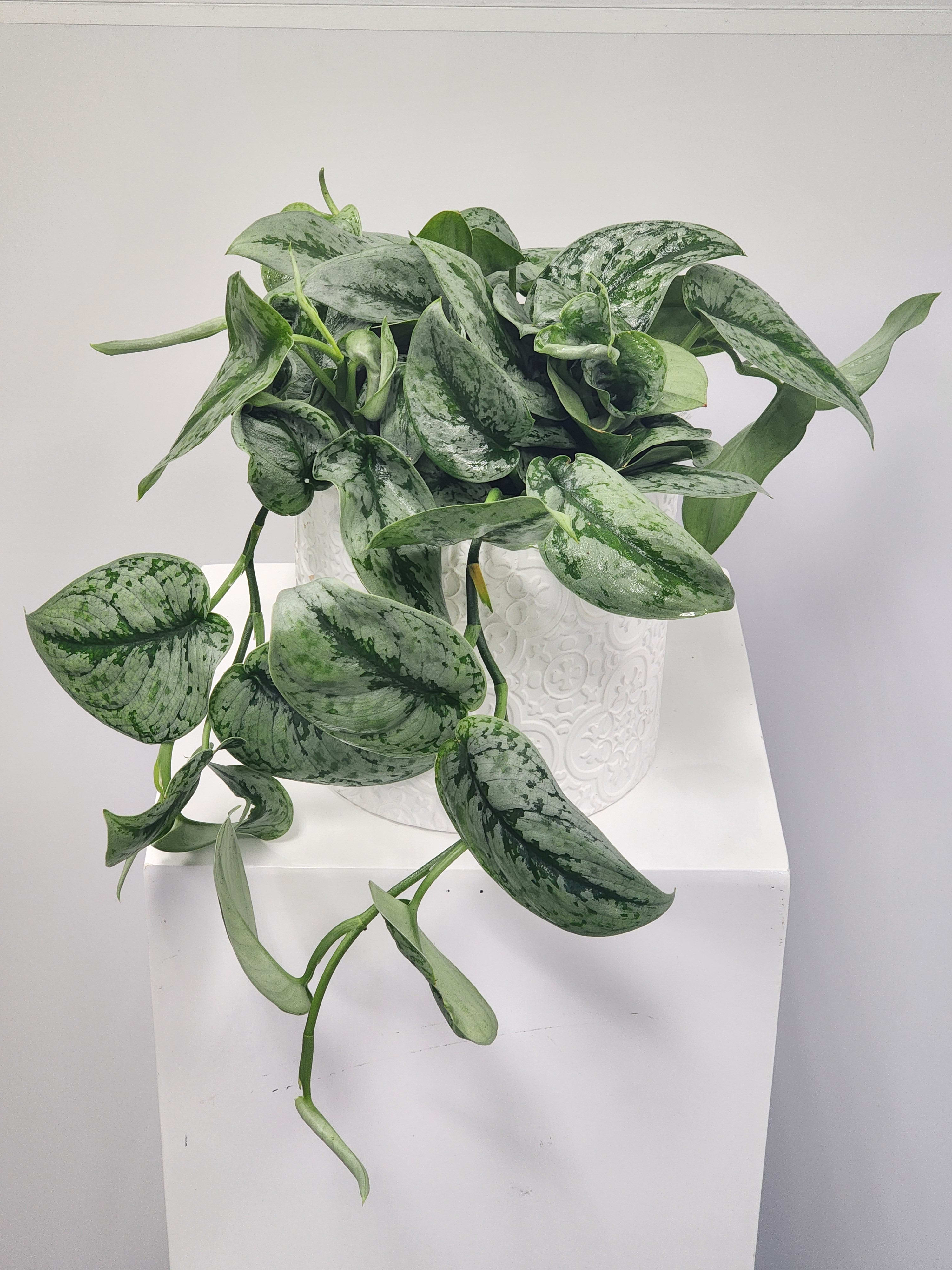 6&quot; Silver Satin Pothos Plant - Select this unique variety of pothos perfect for any occasion. This silver satin pothos lives up to its name, having a soft satin-like texture with beautiful silver variegation.