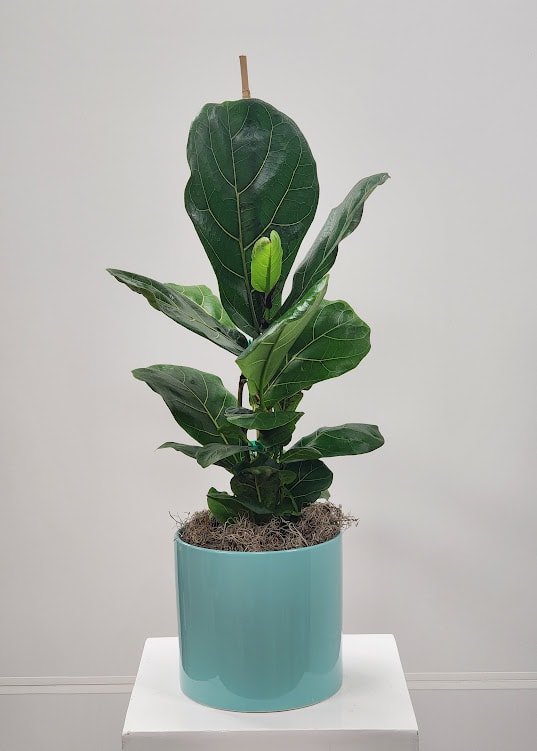 6" Fiddle Leaf Plant 6" Fiddle Leaf Plant - Select this fiddle leaf plant perfect for any occasion. This fiddle leaf is shorter than normal at about 24" tall. The fiddle leaf plant is not a beginner green plant but would be perfect for anyone who has knowledge of plants. Each container will vary.