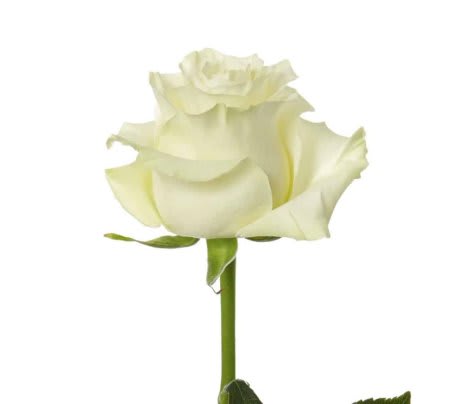 Standard White Roses Standard White Roses - Different varietes of roses are available upon request. Please contact us for more information regarding which varietes of roses are available. Please place your order at least 3 weeks in advance or contact us if you require this product sooner.