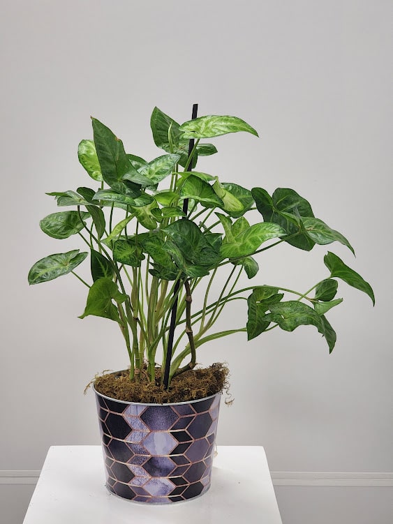 6" Arrowhead Plant 6" Arrowhead Plant - Select this unique 6" Arrowhead in a bright colored metal tin. Tin color may vary.