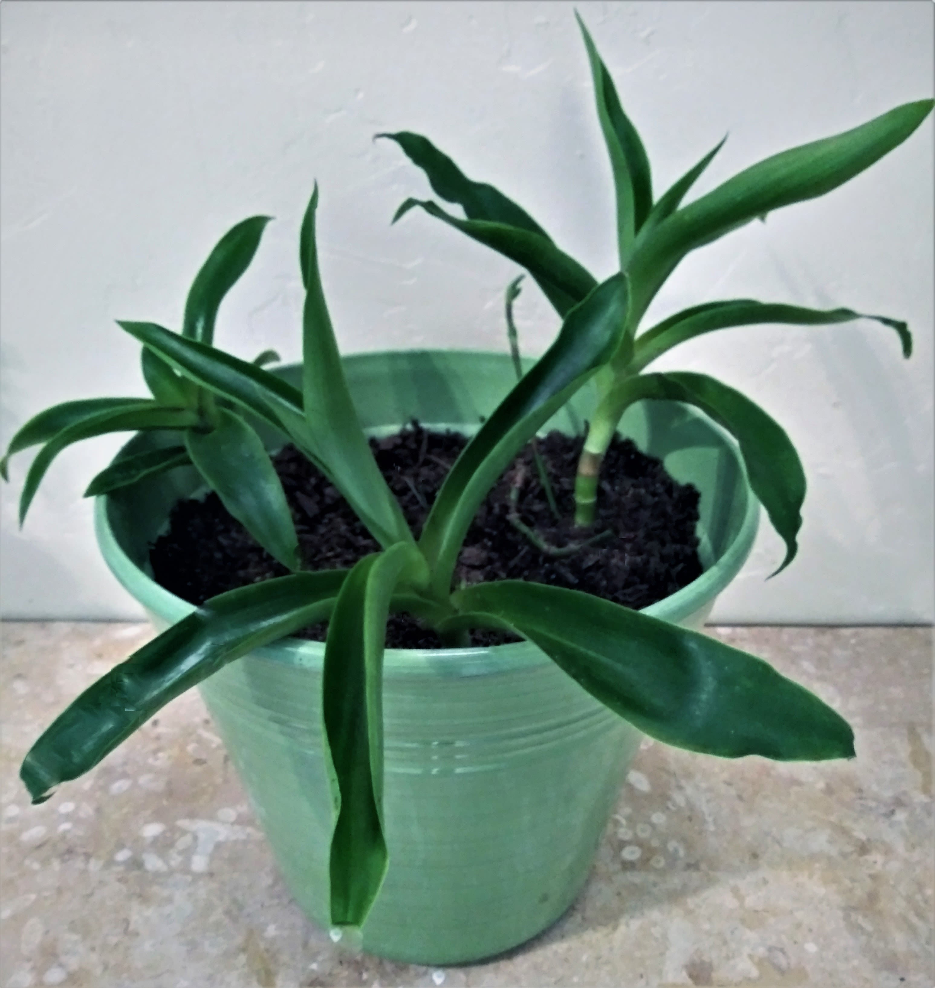 Easy care green plants. - Get the plant that actually appreciates your care! Order this live plant that is fast growing and not too picky! We deliver.