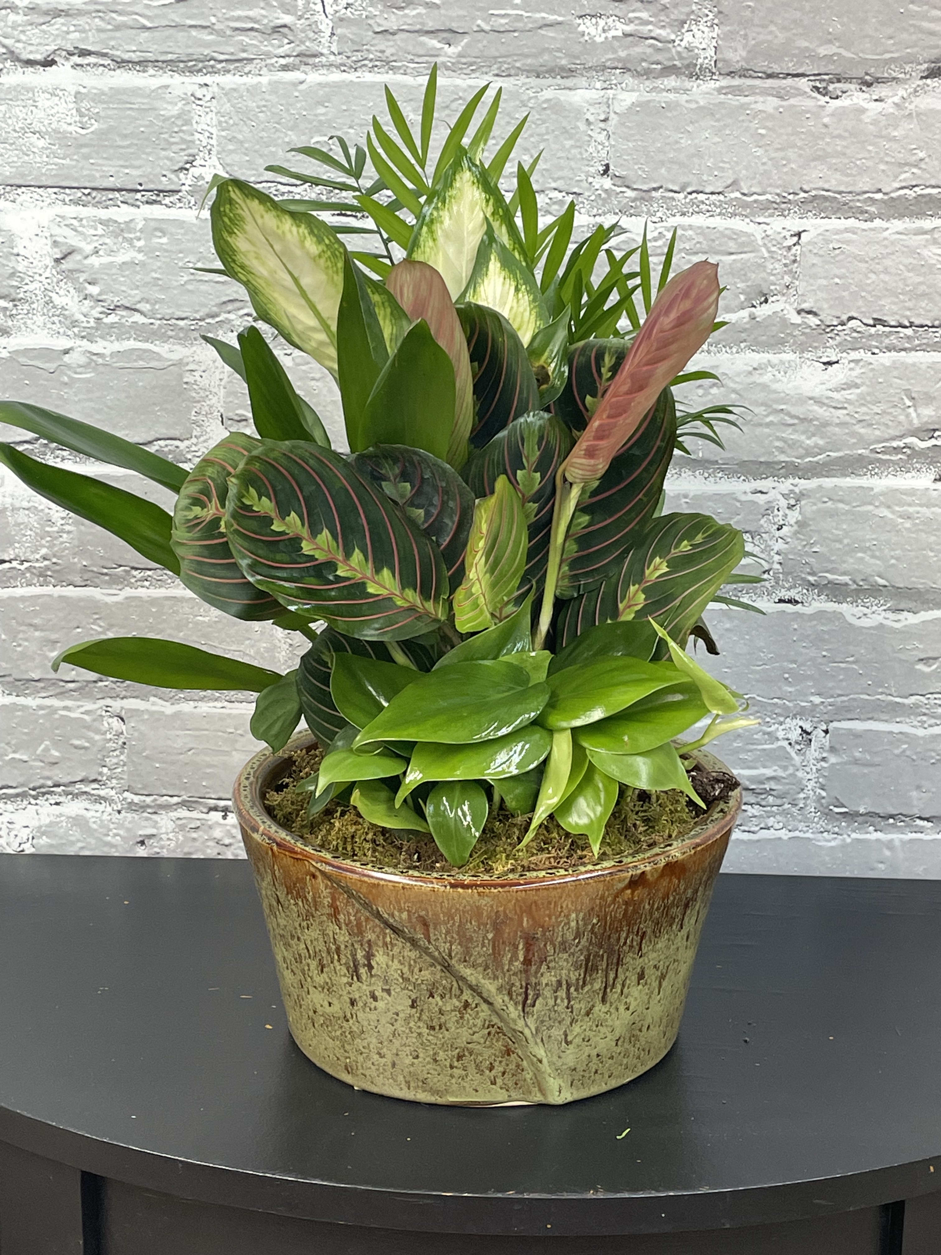 Medium Dishgarden - Lush green plants arranged in a 10&quot; ceramic container (containers may differ from this picture - but always a nice ceramic). Approximate height is 19&quot;. 