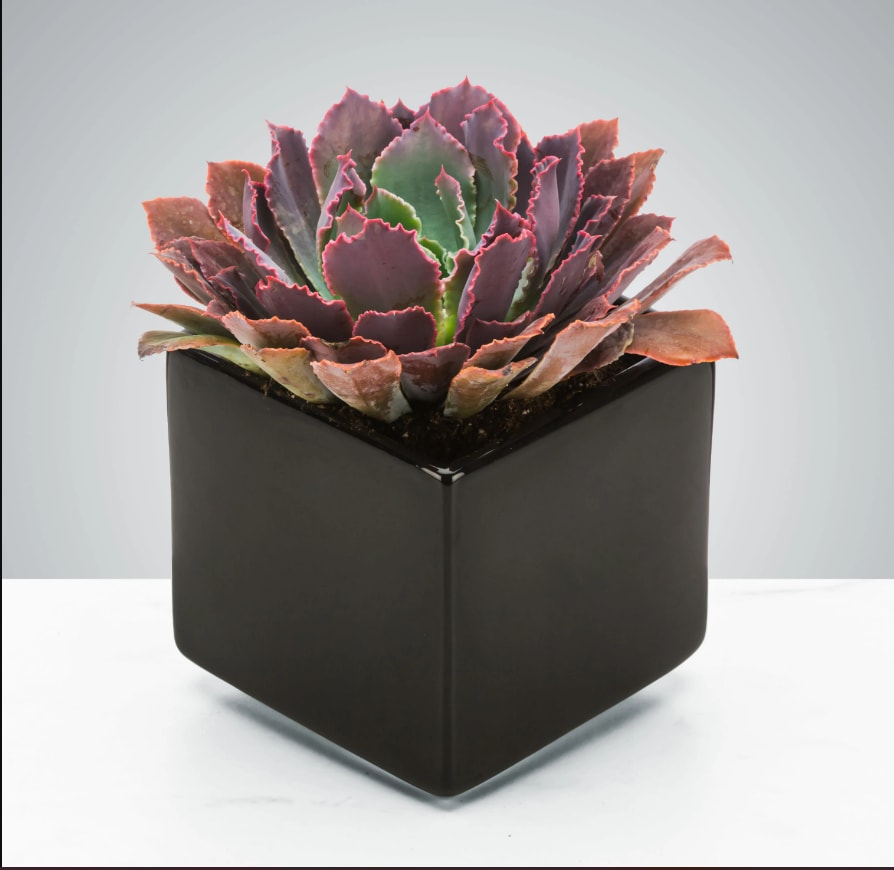 Dark Succulent by BloomNation™ Dark Succulent by BloomNation™ - Send a dark potted succulent for Father's Day, to celebrate a career win, or just because. It can be enjoyed for years if you treat it right! Vase and succulent variety can change based on availability.
