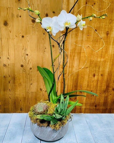 Succulent Orchid Planter - A lovely planter with a Phalaenopsis orchid, and two succulent plants. Gathered in one of our stone vessels, this display will bring joy to any room. Each plant is kept in its separate container to make for ease of care.  Color of the orchid may vary