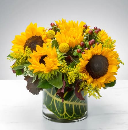 Sunny Sunflowers by BloomNation™ - The sun is pretty great, but sunflowers are the greatest. Let’s prove it. The sun keeps us warm, we’ll admit it, but sunflowers never make us sweat. The sun gives us the daytime, which we appreciate, but sunflowers don’t go away for 12 hours per day day. Sunflowers, unlike the sun, know that would be rude. Finally, the sun gives us a nice tan once in awhile, but sunflowers have never given anyone a sunburn. This autumn, let sunflowers enhance your life, or the life of a loved one, with this Sunny Sunflower arrangement! You will not regret it.