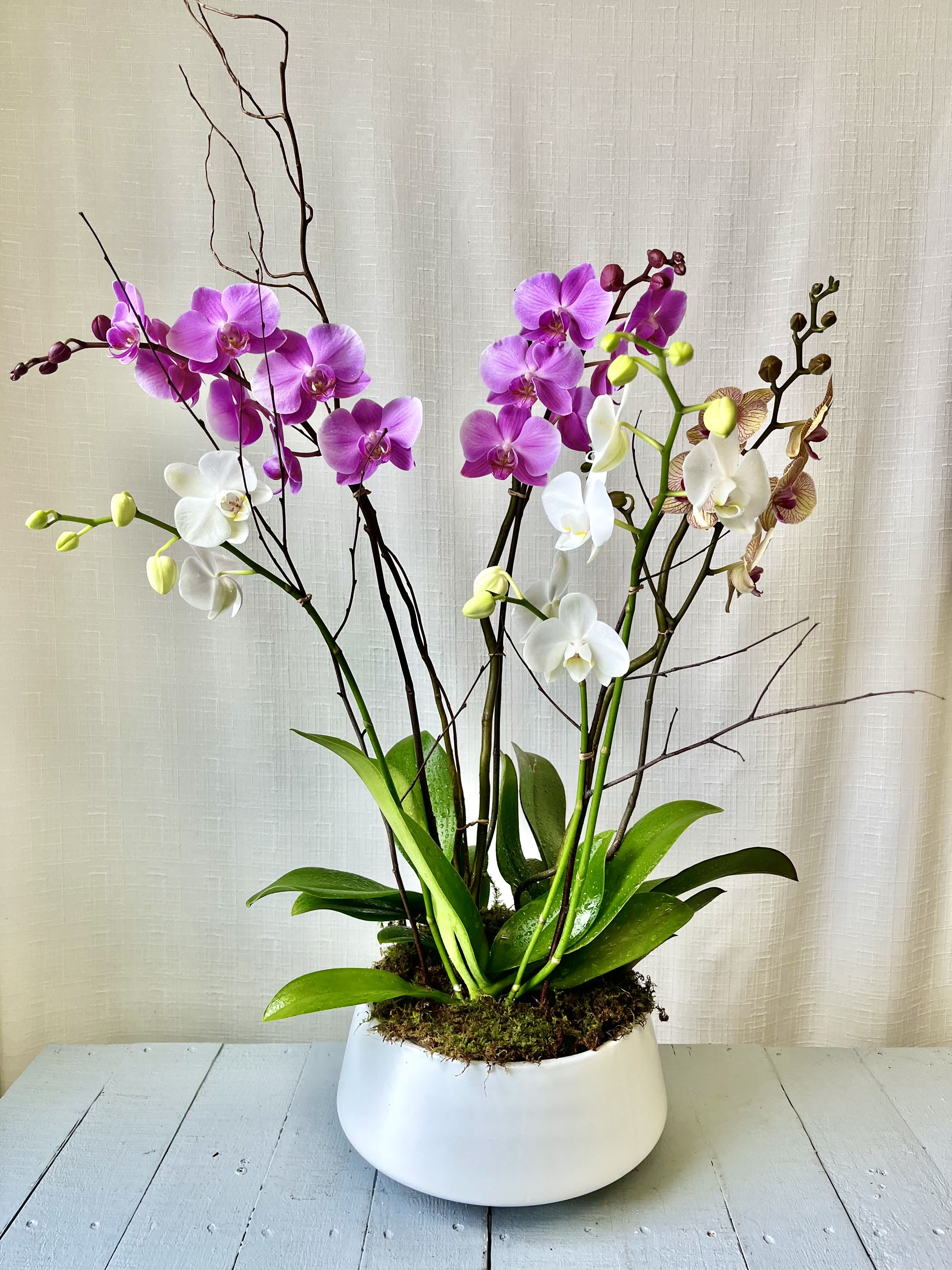 Triple Crown Orchid - An elegant display of orchids, includes 3 orchid plants, each with a minimum of 2 stalks, in a modern ceramic vase.