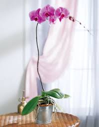  Phalaenopsis Lavender Orchid -  This exquisite blooming orchid plant is great for &quot;orchid plant beginners&quot; and is a luxurious way to celebrate a wide variety of occasions. 