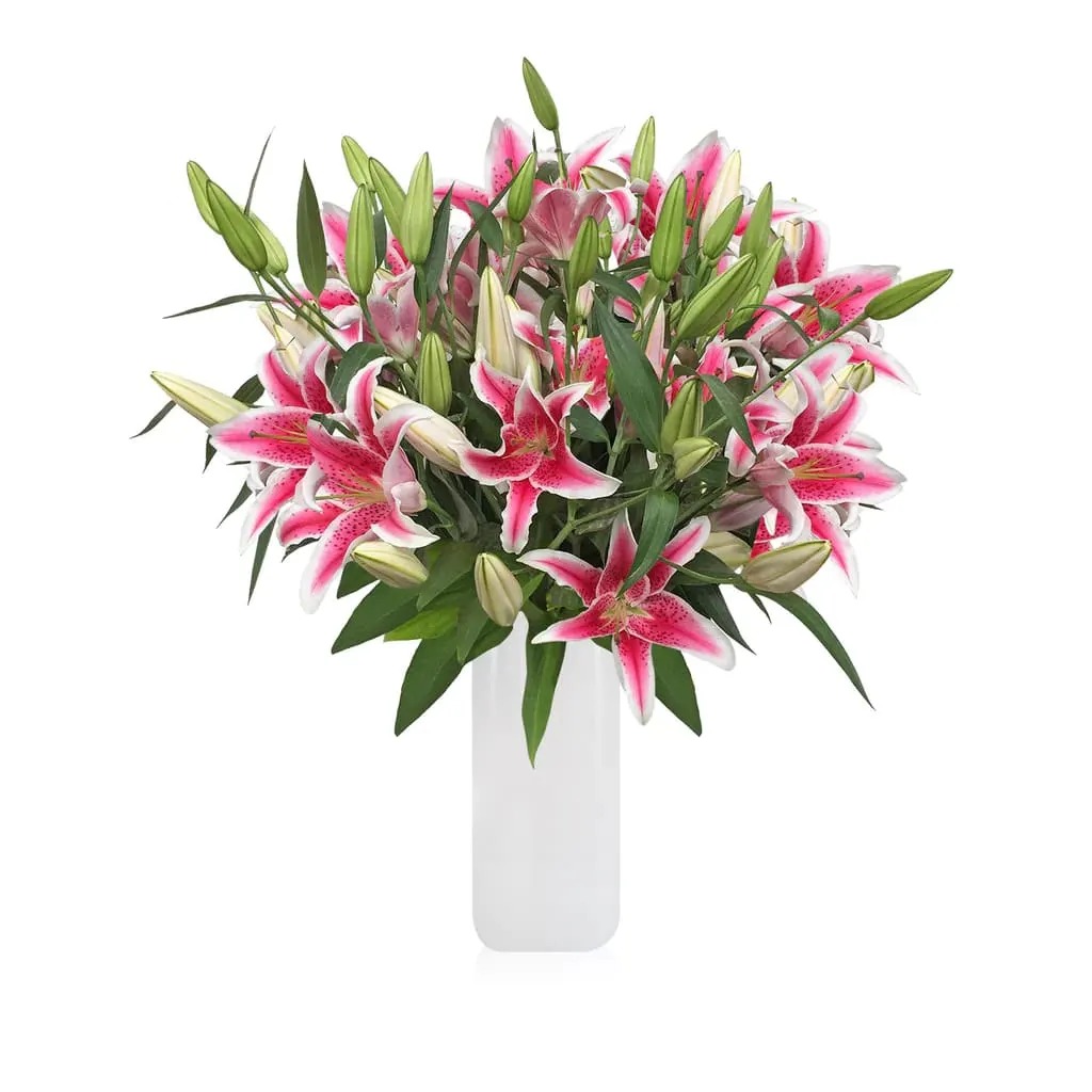 Starfighter Hot Pink O Lilies - Starfighter Hot Pink Oriental Lilies are one of the most exquisite lily flowers for special occasions. Boasting a strong scent and a vibrant pink hue, the blooms feature ruby freckles throughout the petals and a white trim on the edges.