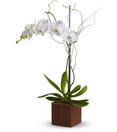 Orchid Plant - So simple so elegant the classic white phalaenopsis orchid becomes a modern classic delivered in a stylish contemporary cube vase. Imagine their delight when this gorgeous gift arrives. Container size and color may vary.  The exquisite white phalaenopsis orchid plant is delivered in a 6 1/4&quot; contemporary cube vase.  Approximately 32&quot; H x 21 1/2&quot; W  Orientation: All-Around